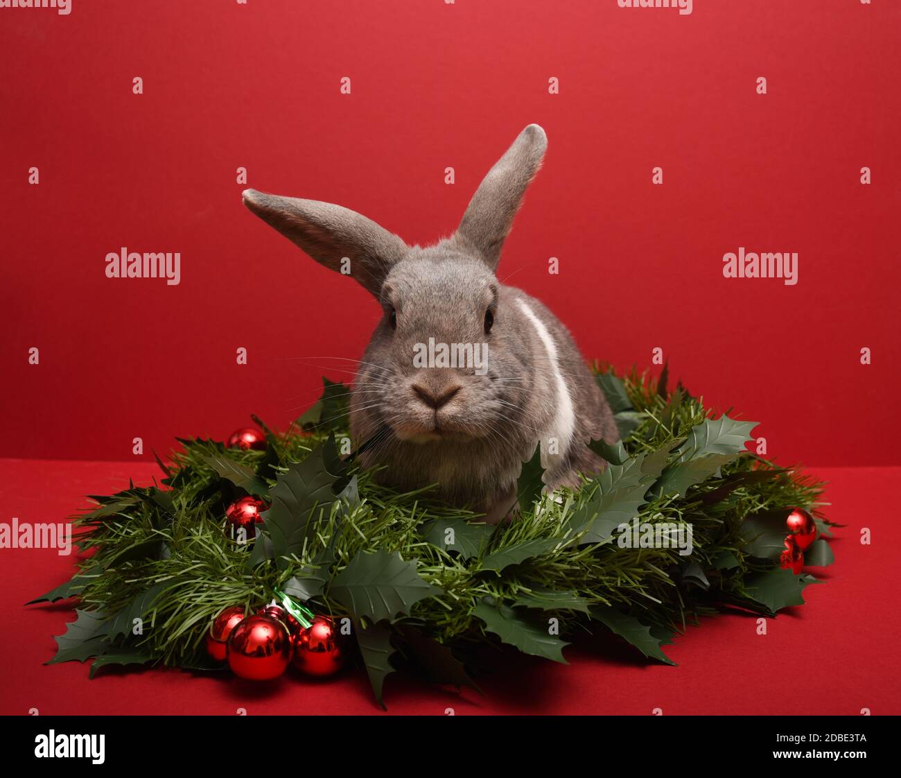 Christmas Rabbit with floppy ears Stock Photo