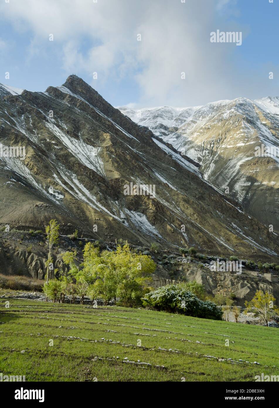 Poplar trees in leh ladakh hires stock photography and images Alamy