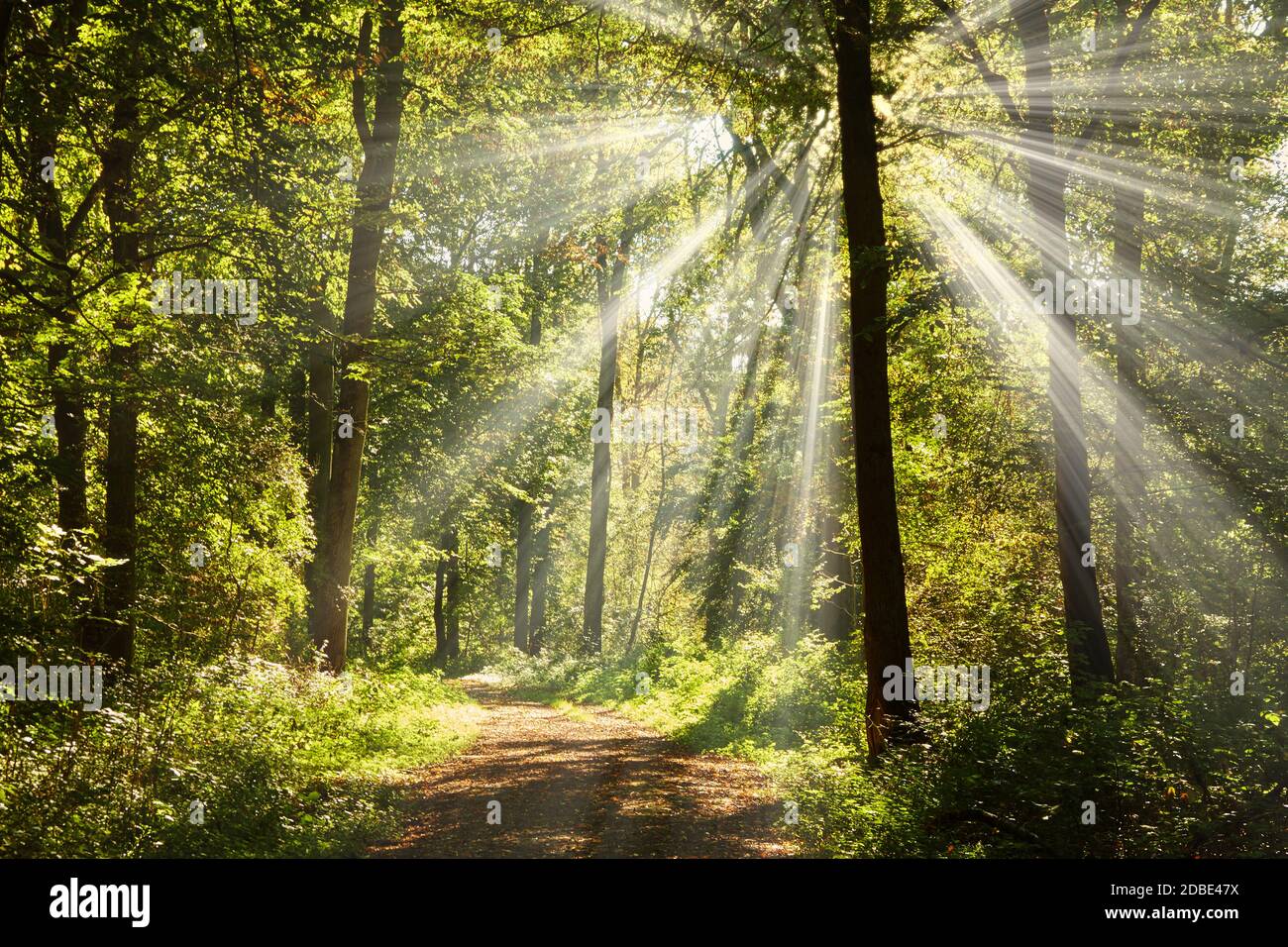 Forest path with sun rays hi-res stock photography and images - Alamy