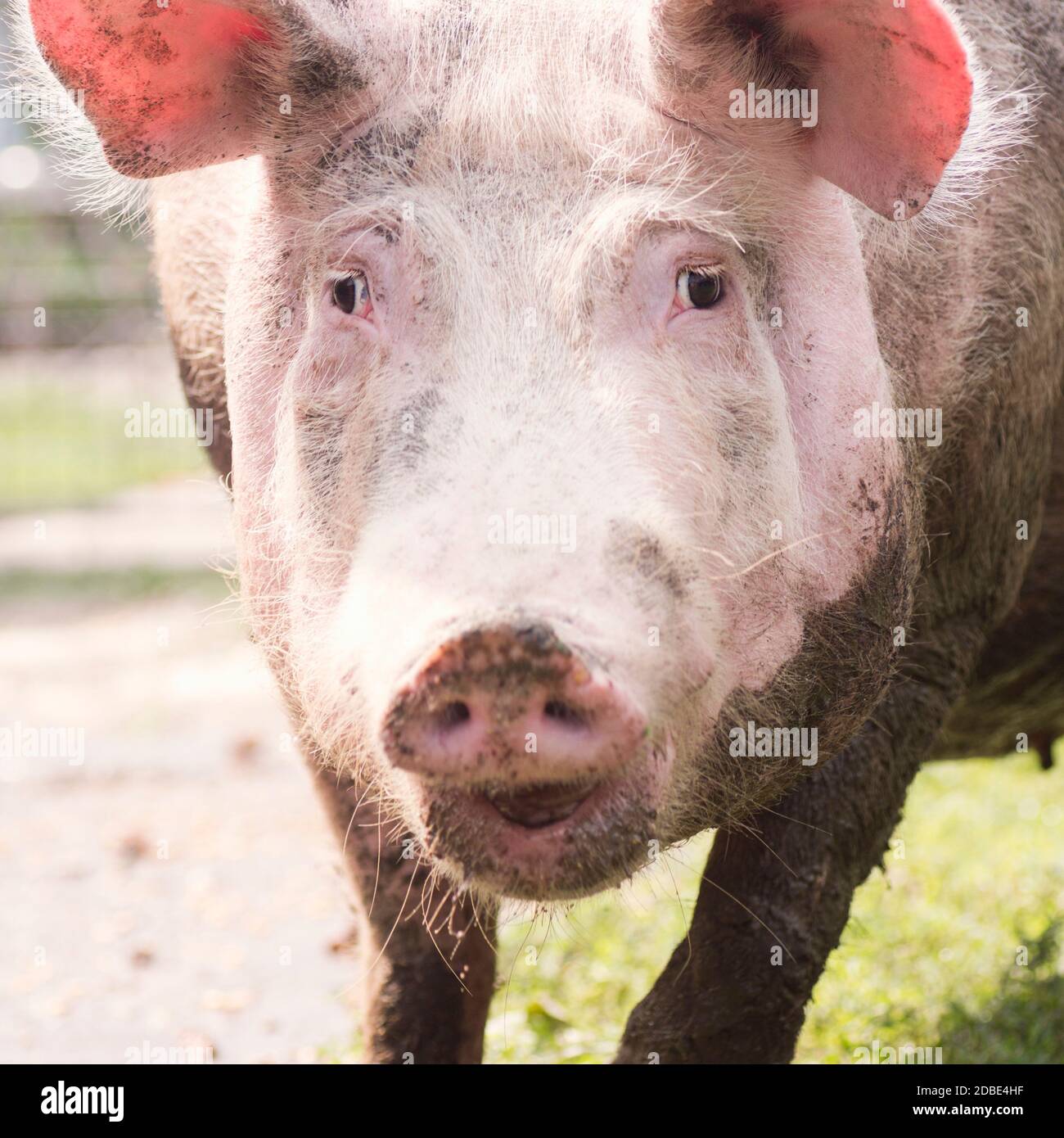 Front view animal portrait of dirty big domestic pig, pig breeding and agriculture concept. Stock Photo