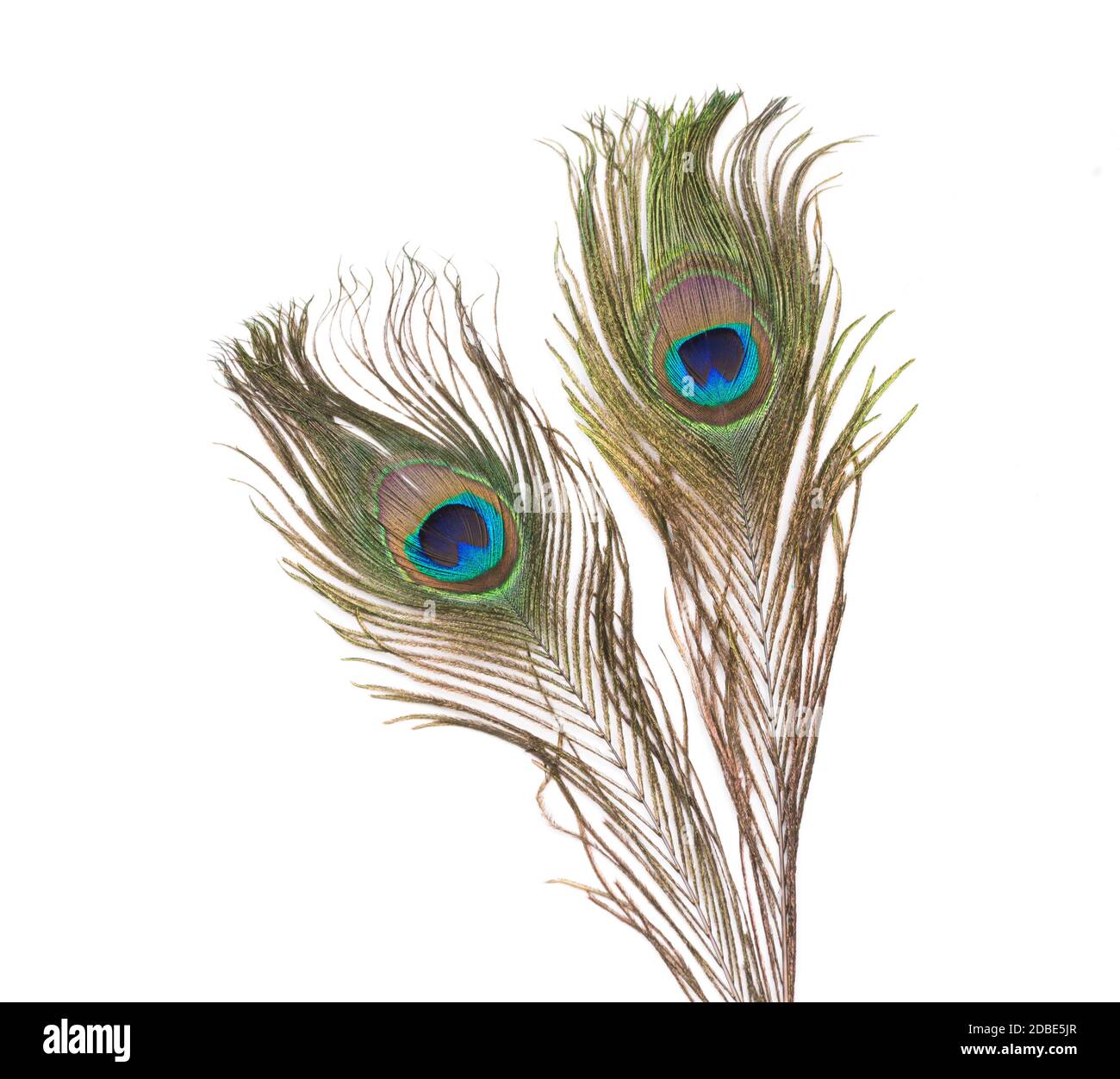 Peacock feathers close up Cut Out Stock Images & Pictures - Alamy