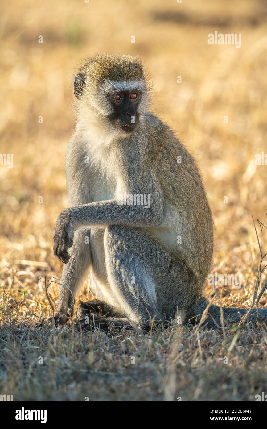 Vervet monkey sits in grass looking back Stock Photo