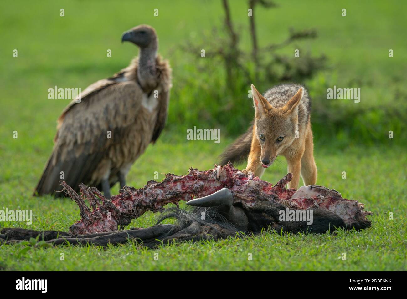 Jackal vulture hi-res stock photography and images - Page 2 - Alamy