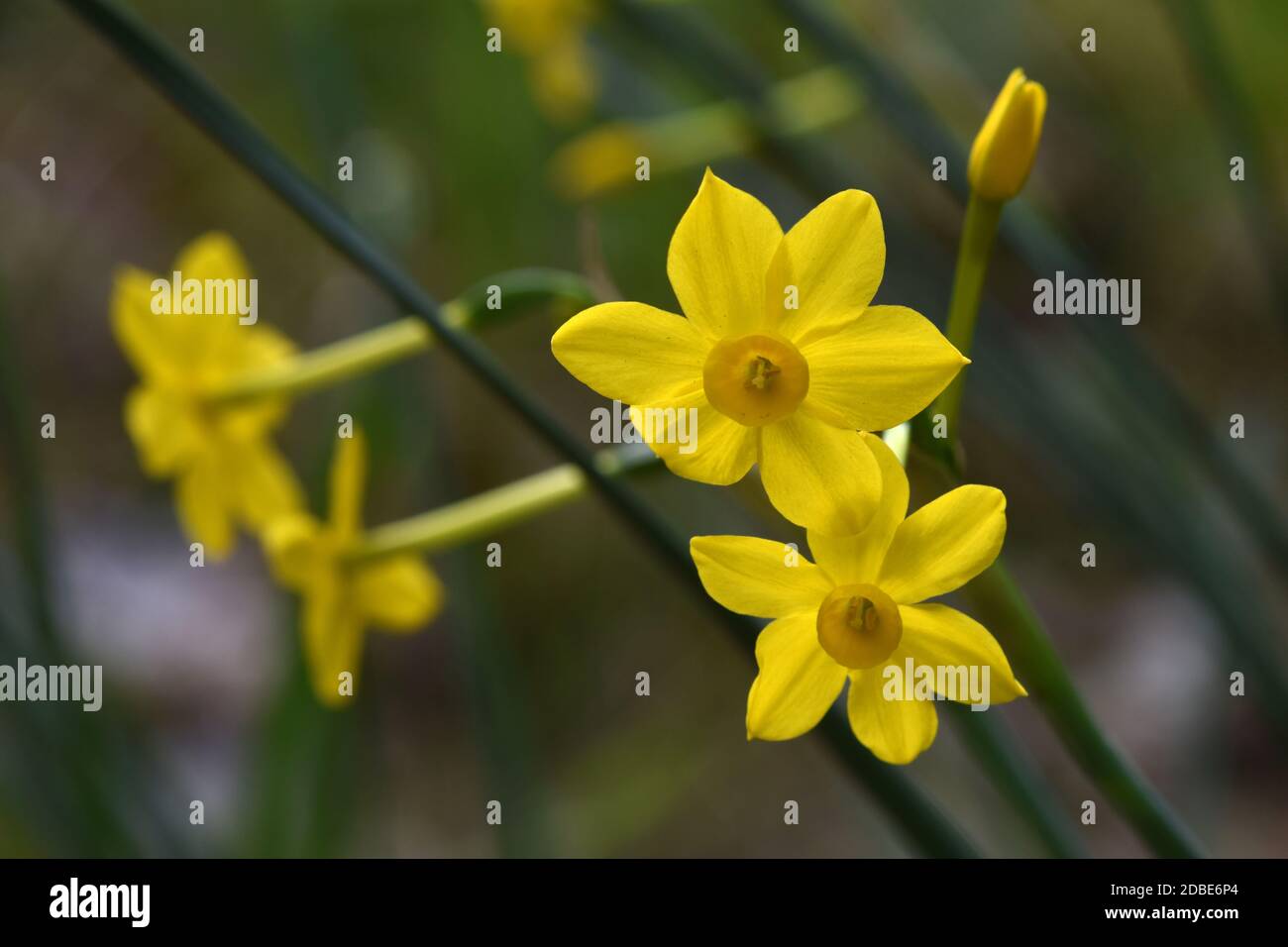 Jonquilla daffodil Stock Photo