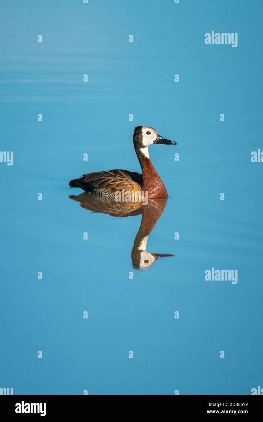 White-faced whistling duck reflected in smooth water Stock Photo