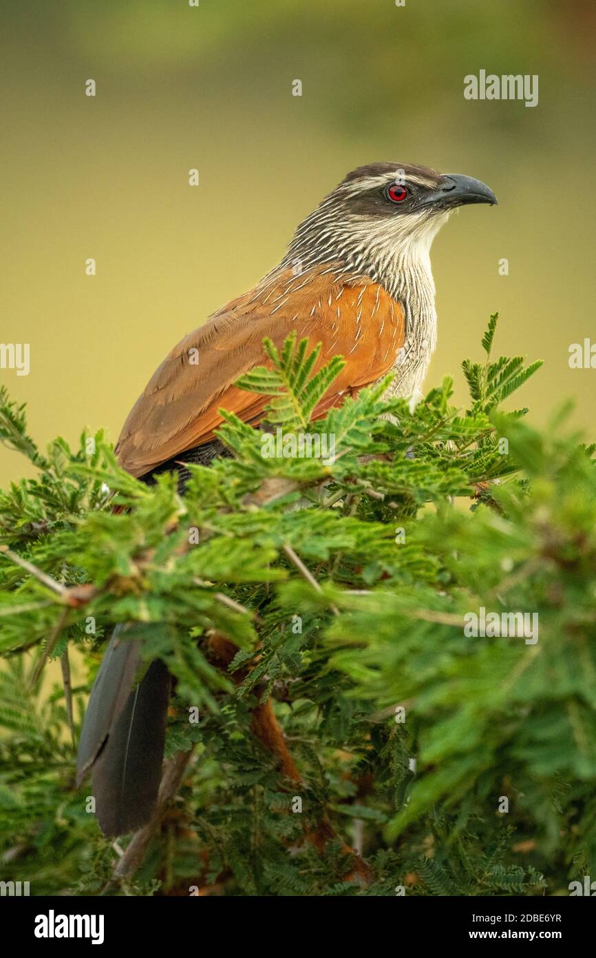 White-browed coucal facing right in leafy bush Stock Photo