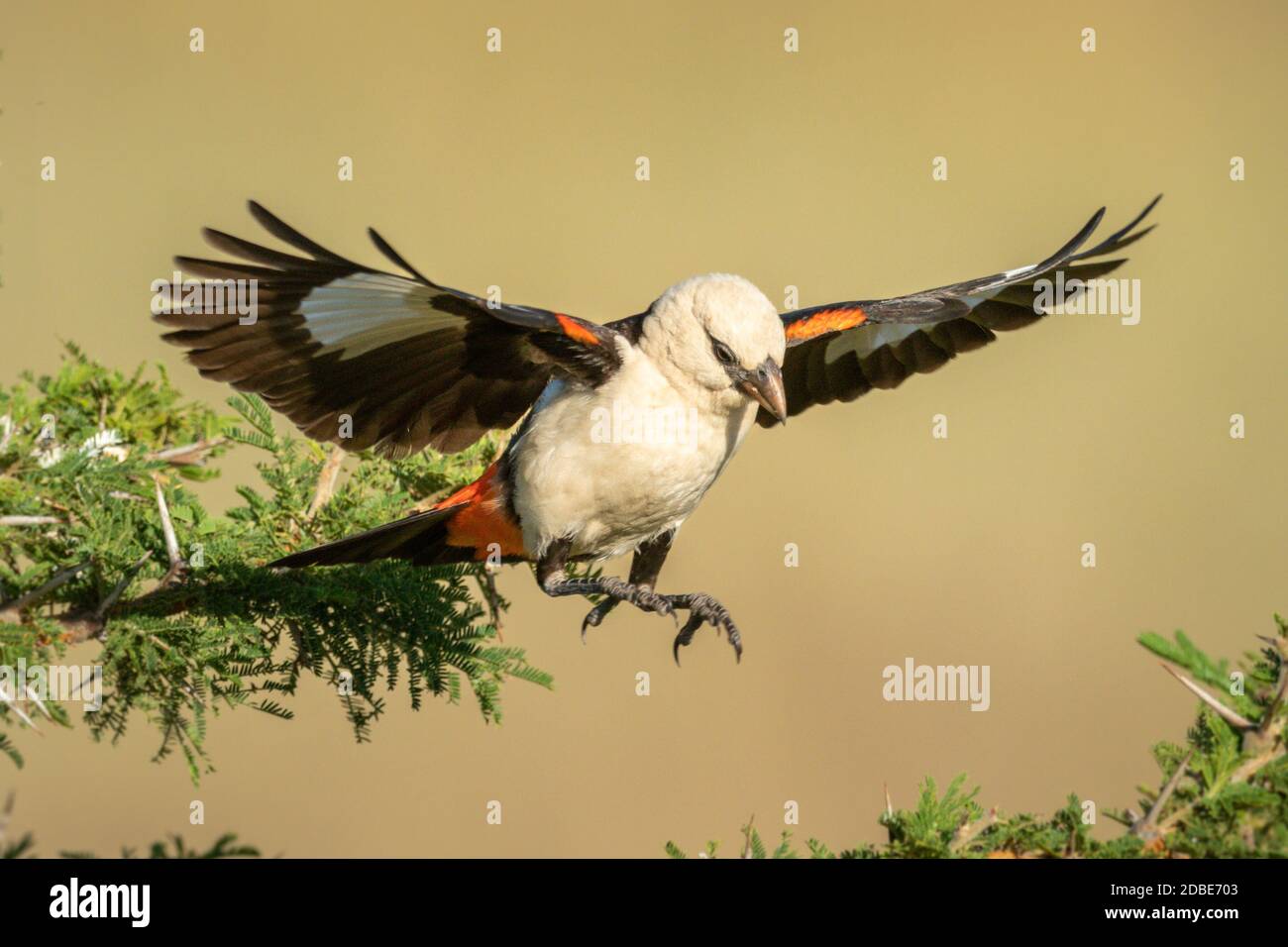 Bird jumps branch hires stock photography and images Alamy