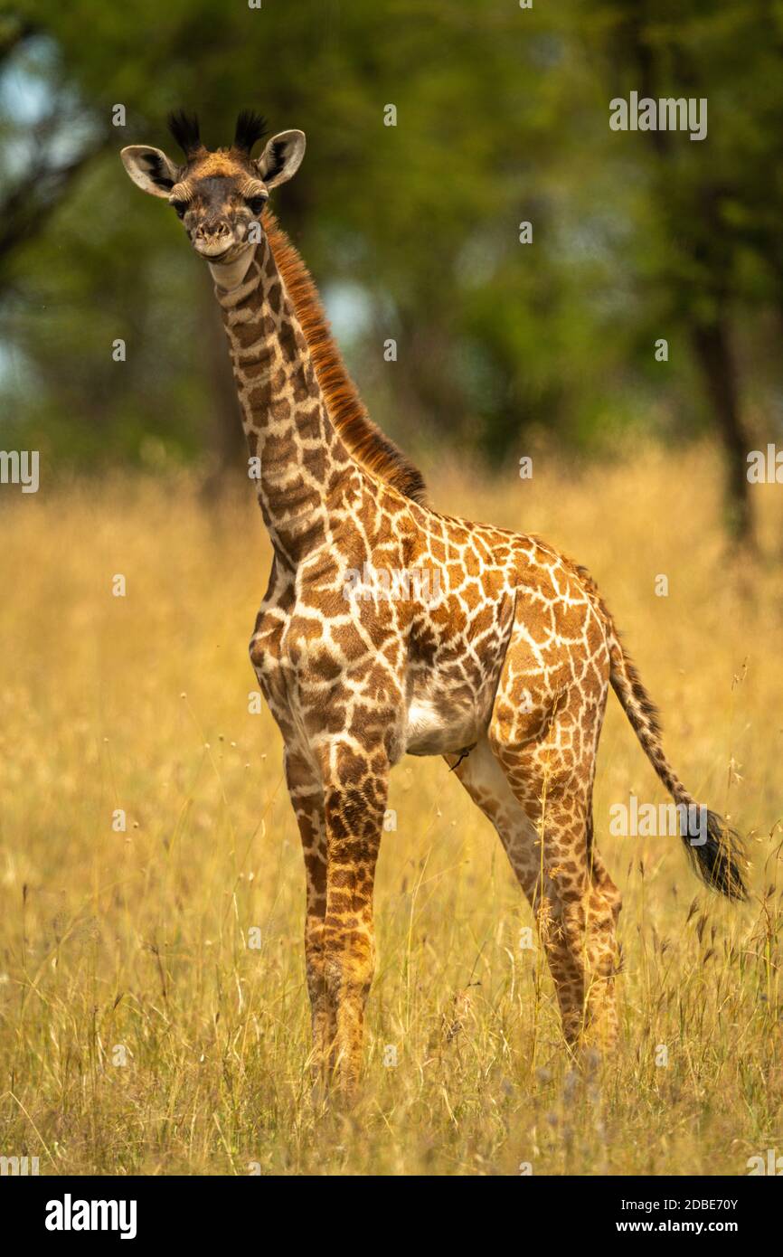 Giraffe in grass hi-res stock photography and images - Alamy