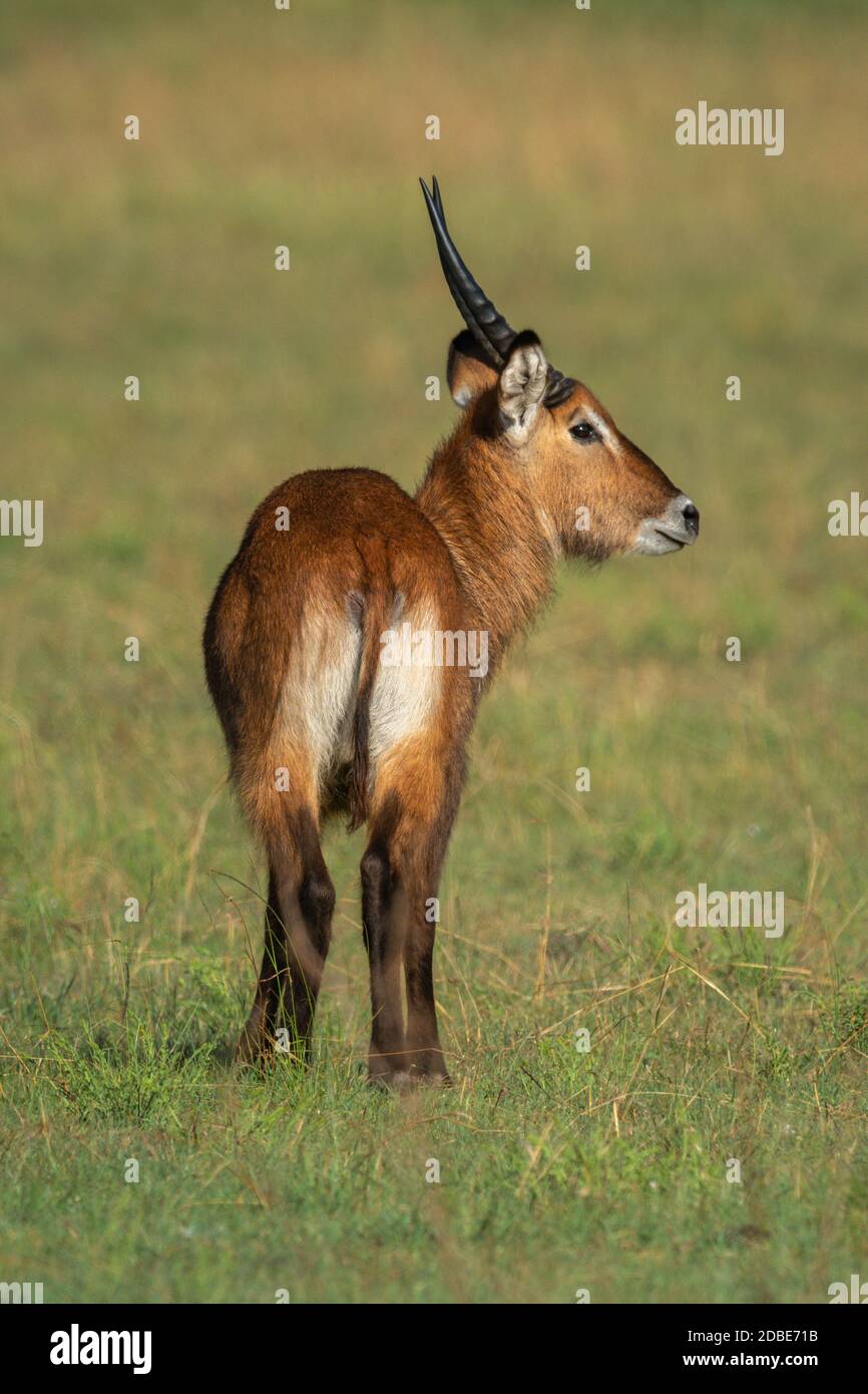 Young male waterbuck stands on grass turning head Stock Photo