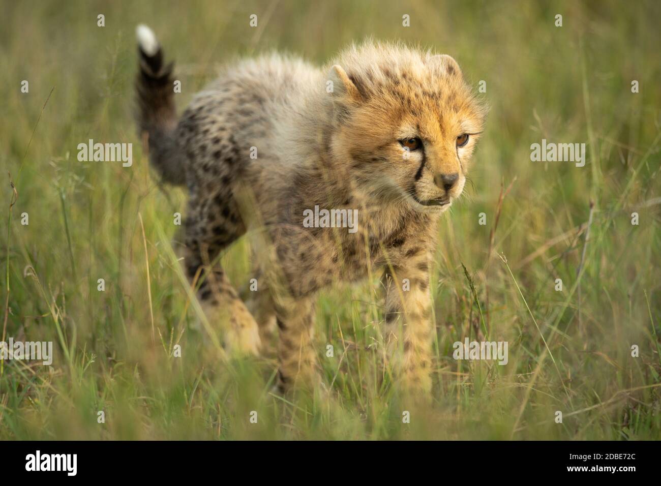 Young cheetah cub walks through long grass Stock Photo