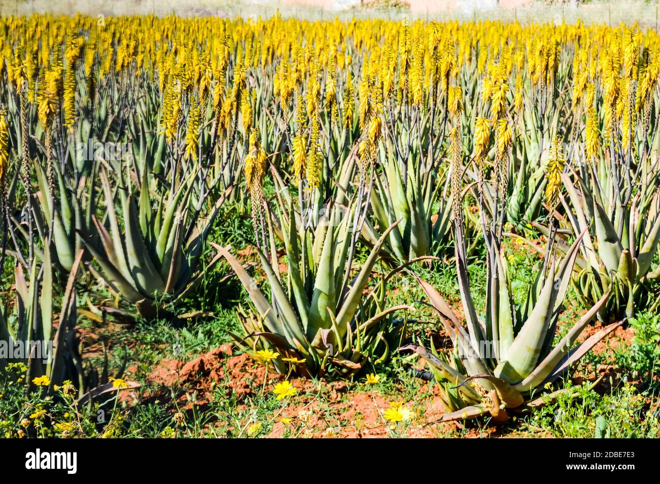 Aloe Vera field on the Mediterranean coast Stock Photo - Alamy
