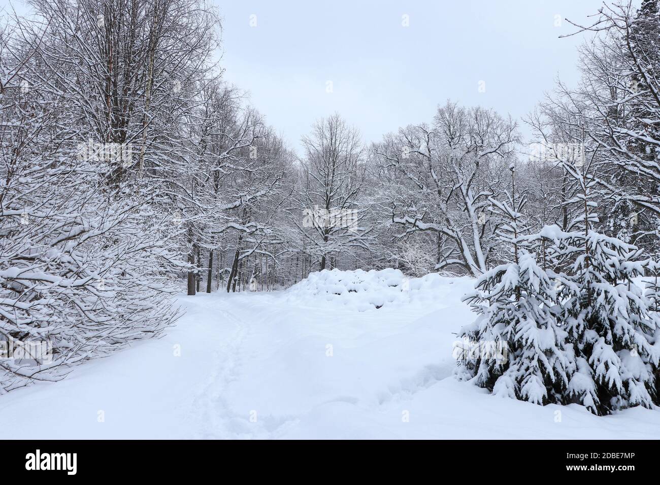 Forest landscape with traces on the snow Stock Photo - Alamy