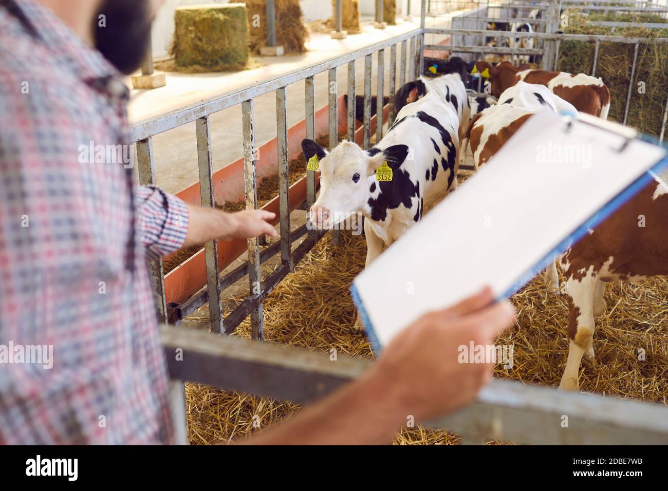 Male farmer monitors the breeding of calves on the farm and records the data about them. Stock Photo