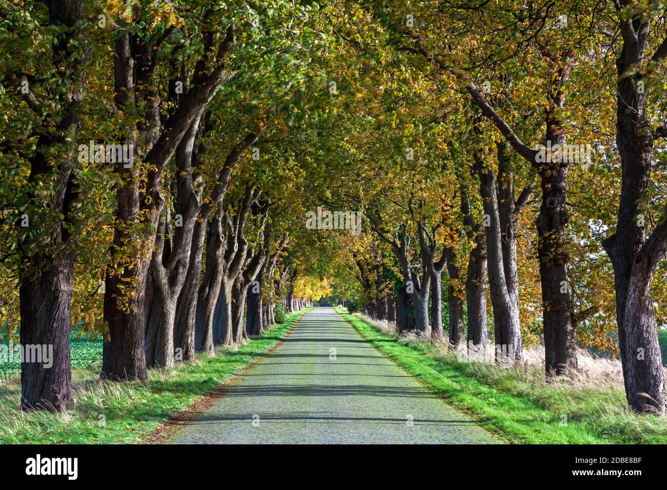 geography / travel, Germany, Mecklenburg-West Pomerania, Kirchdorf, chestnut avenue at Mesekenhagen, W, Additional-Rights-Clearance-Info-Not-Available Stock Photo