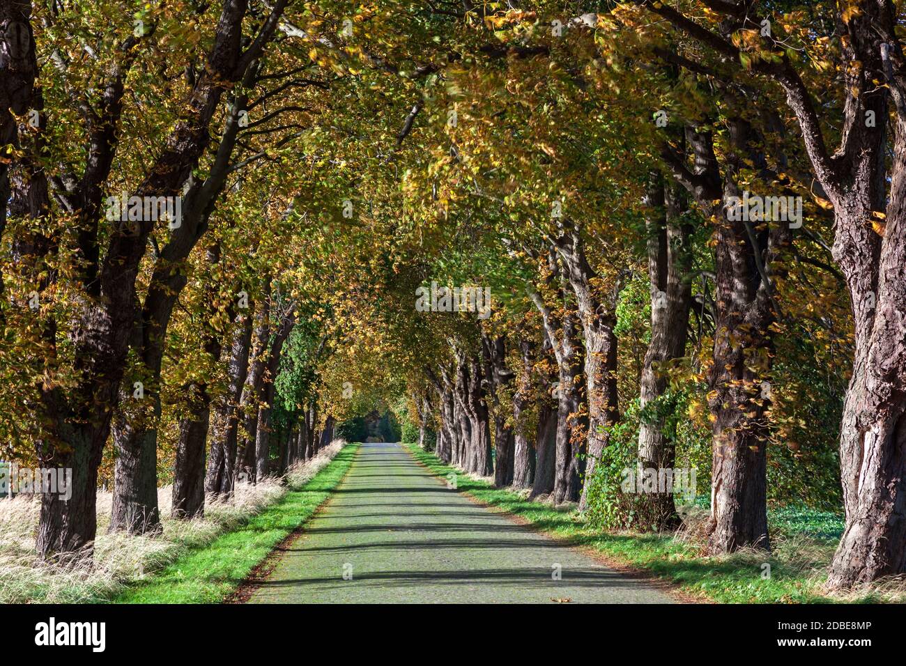 geography / travel, Germany, Mecklenburg-West Pomerania, Kirchdorf, chestnut avenue at Mesekenhagen, W, Additional-Rights-Clearance-Info-Not-Available Stock Photo