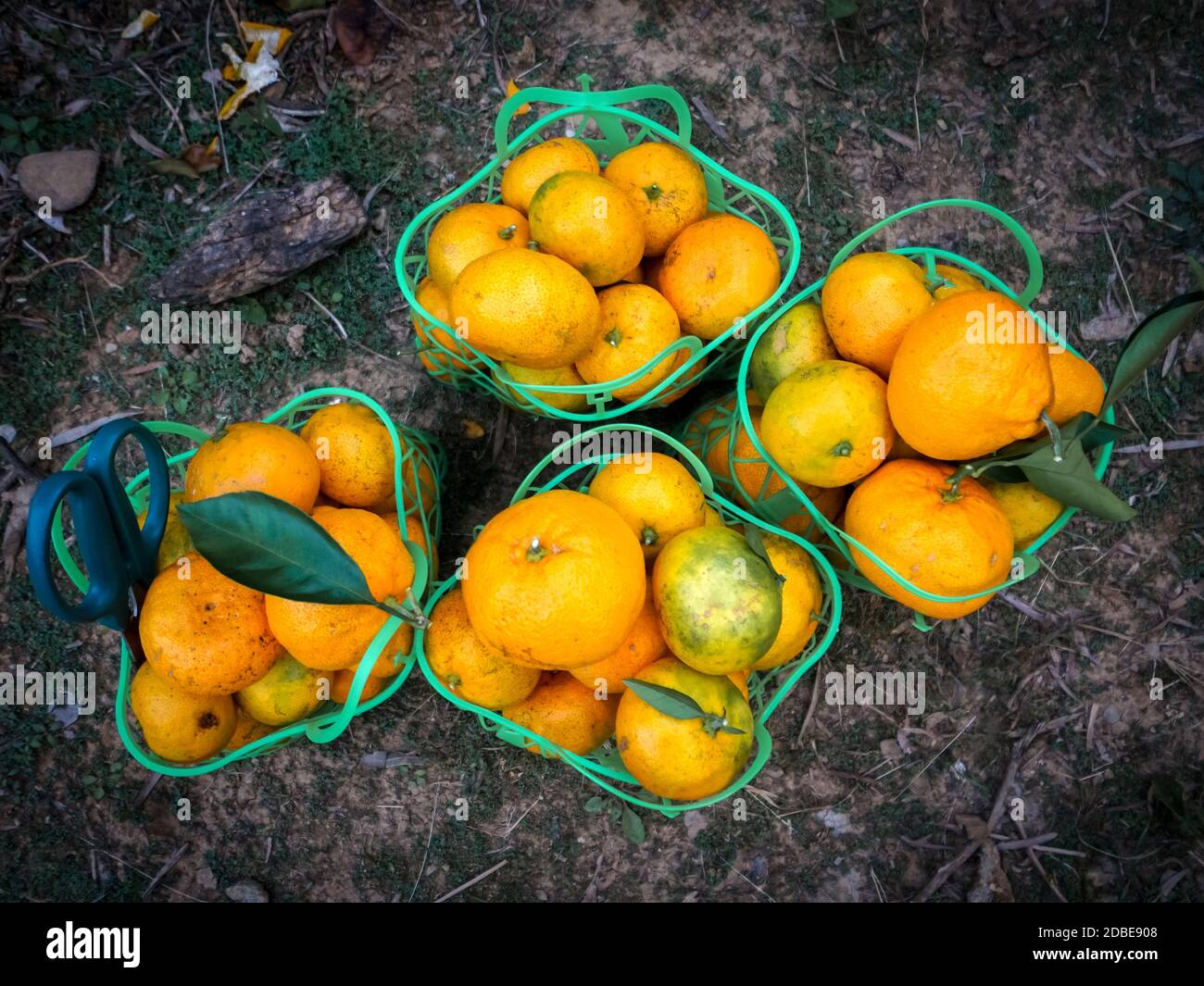 Mandarin Oranges in green basket. Fruit Picking at Gamagori Orange Park