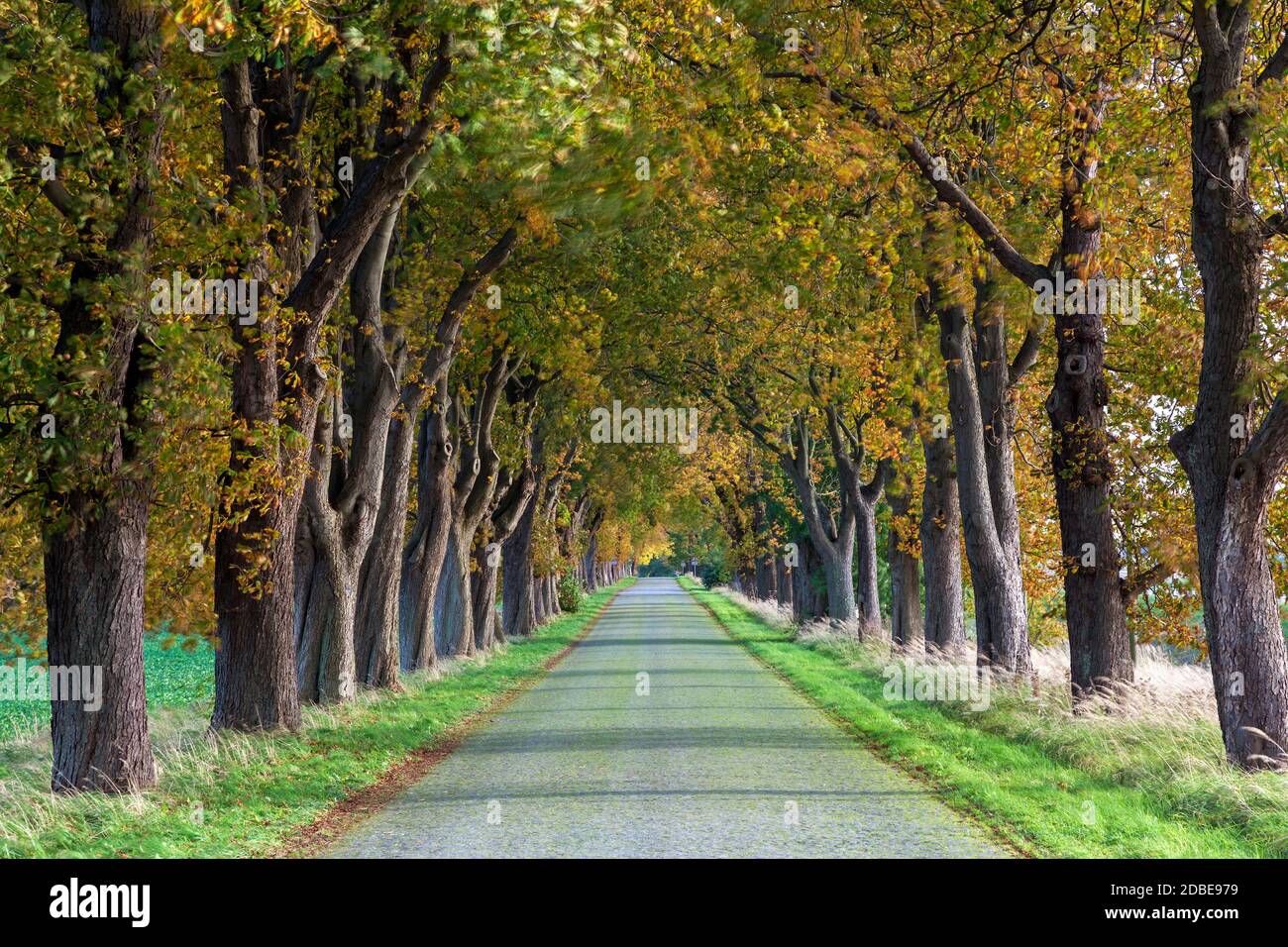 geography / travel, Germany, Mecklenburg-West Pomerania, Kirchdorf, chestnut avenue at Mesekenhagen, W, Additional-Rights-Clearance-Info-Not-Available Stock Photo