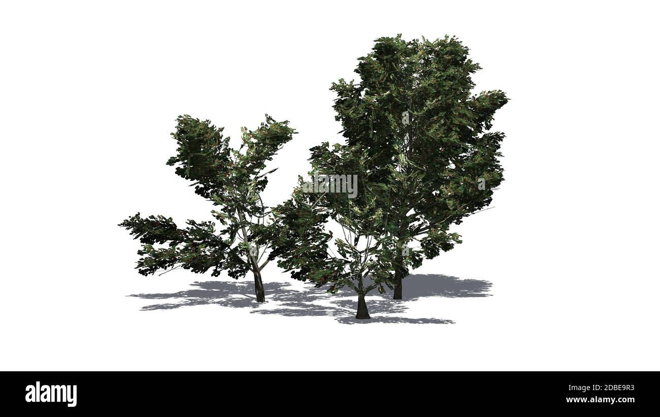 a group of American Holly shrubs with shadow on the floor Stock Photo