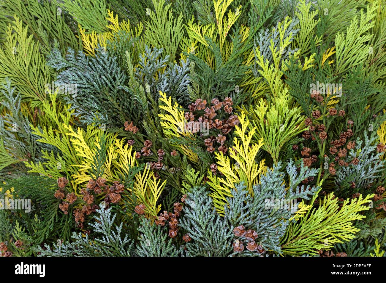 Winter greenery border with cedar cypress leylandii leaves & pine cones on  white background. Natural flora for the Christmas & New Year season Stock  Photo - Alamy