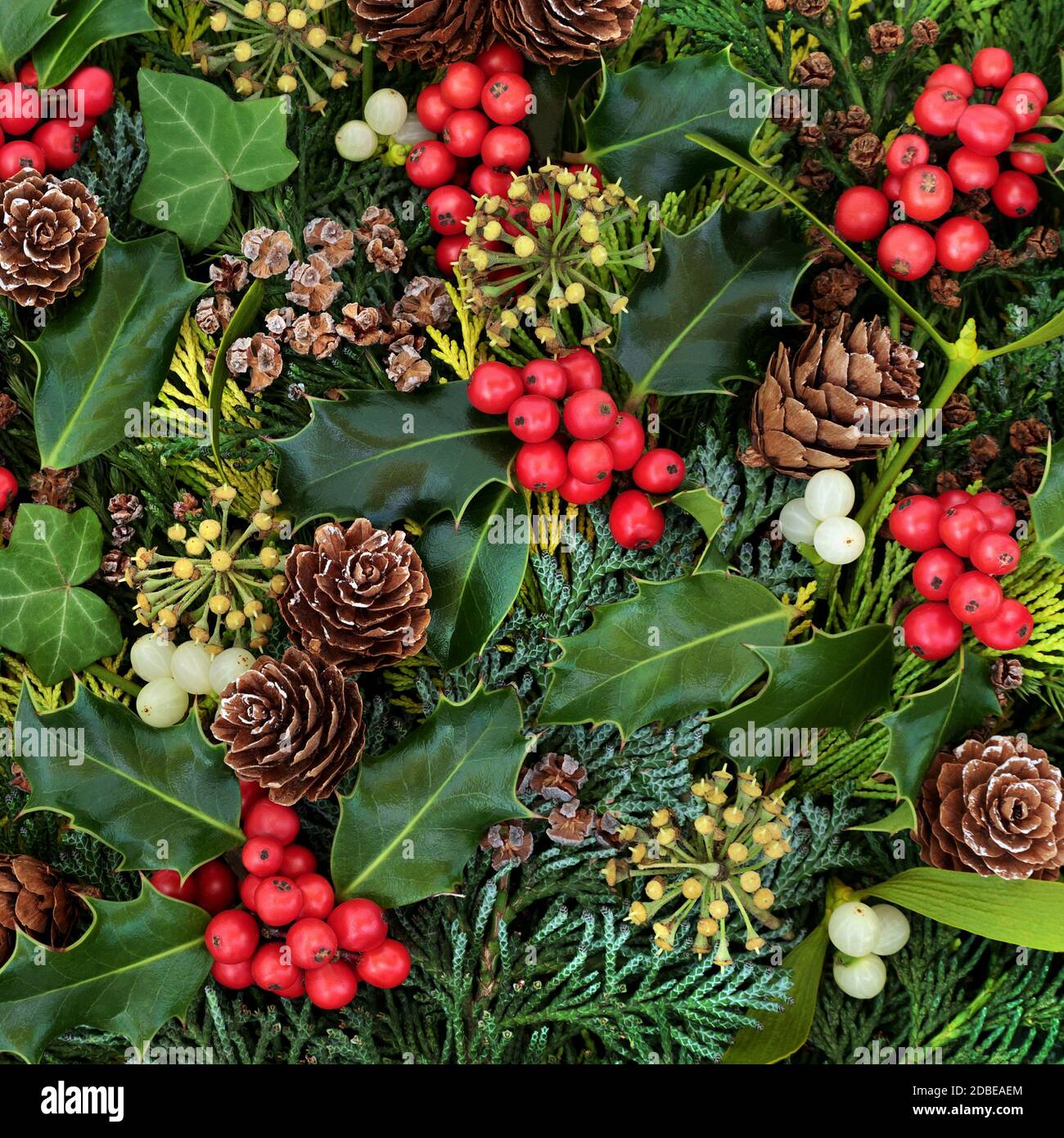 Winter greenery border with cedar cypress leylandii leaves & pine cones on  white background. Natural flora for the Christmas & New Year season Stock  Photo - Alamy