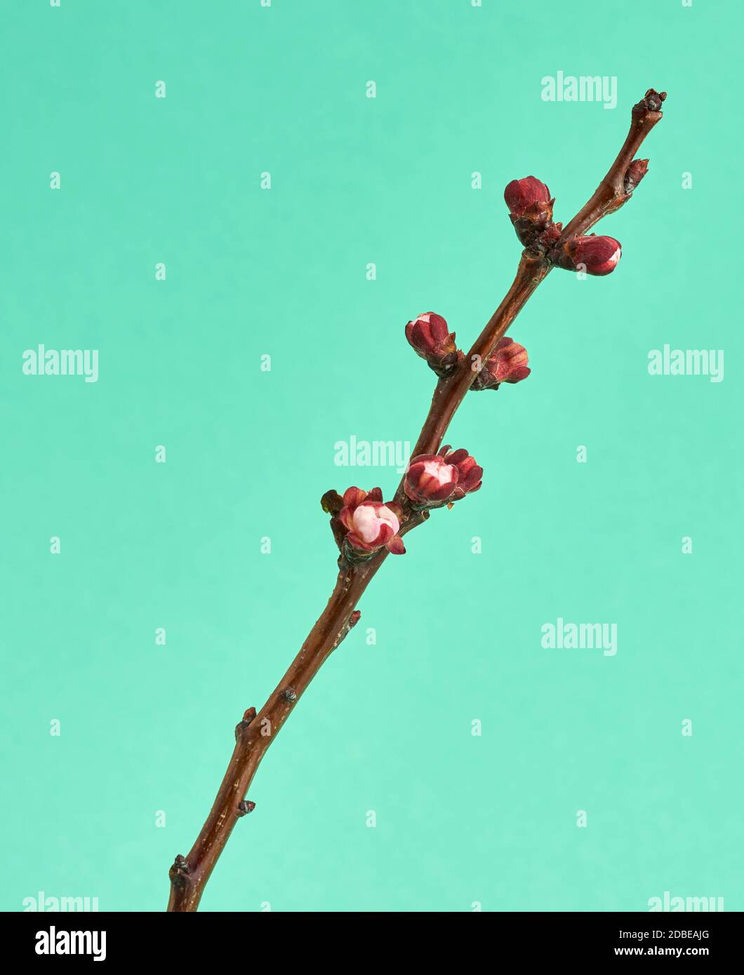 apricot tree branch with unblown flower buds  on a green background, close up Stock Photo