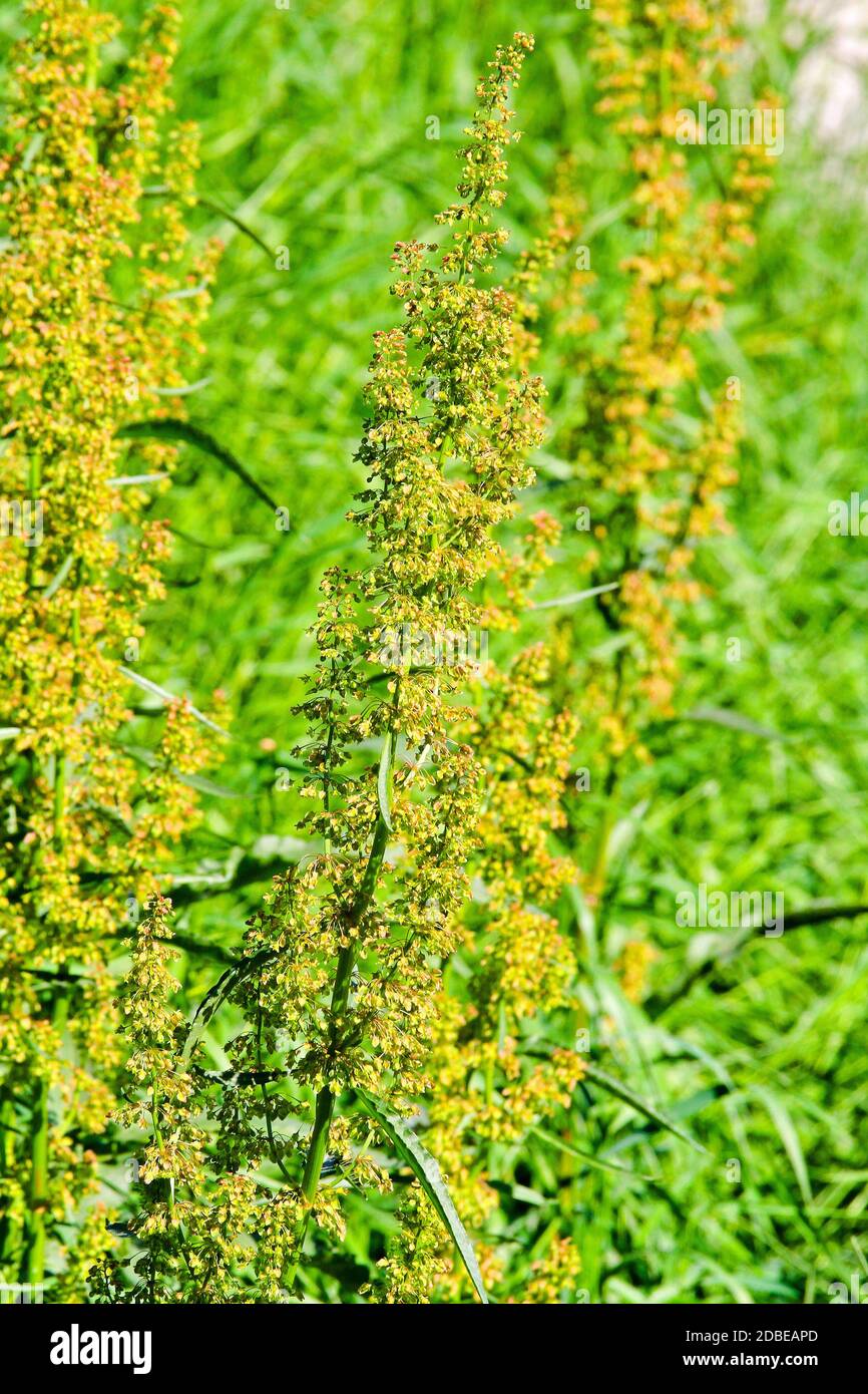 Ambrosia Ragweed allergen plant at abandoned fields Stock Photo