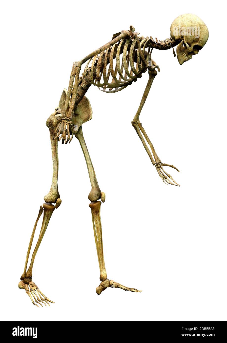 3D rendering of a human skeleton isolated on white background Stock ...