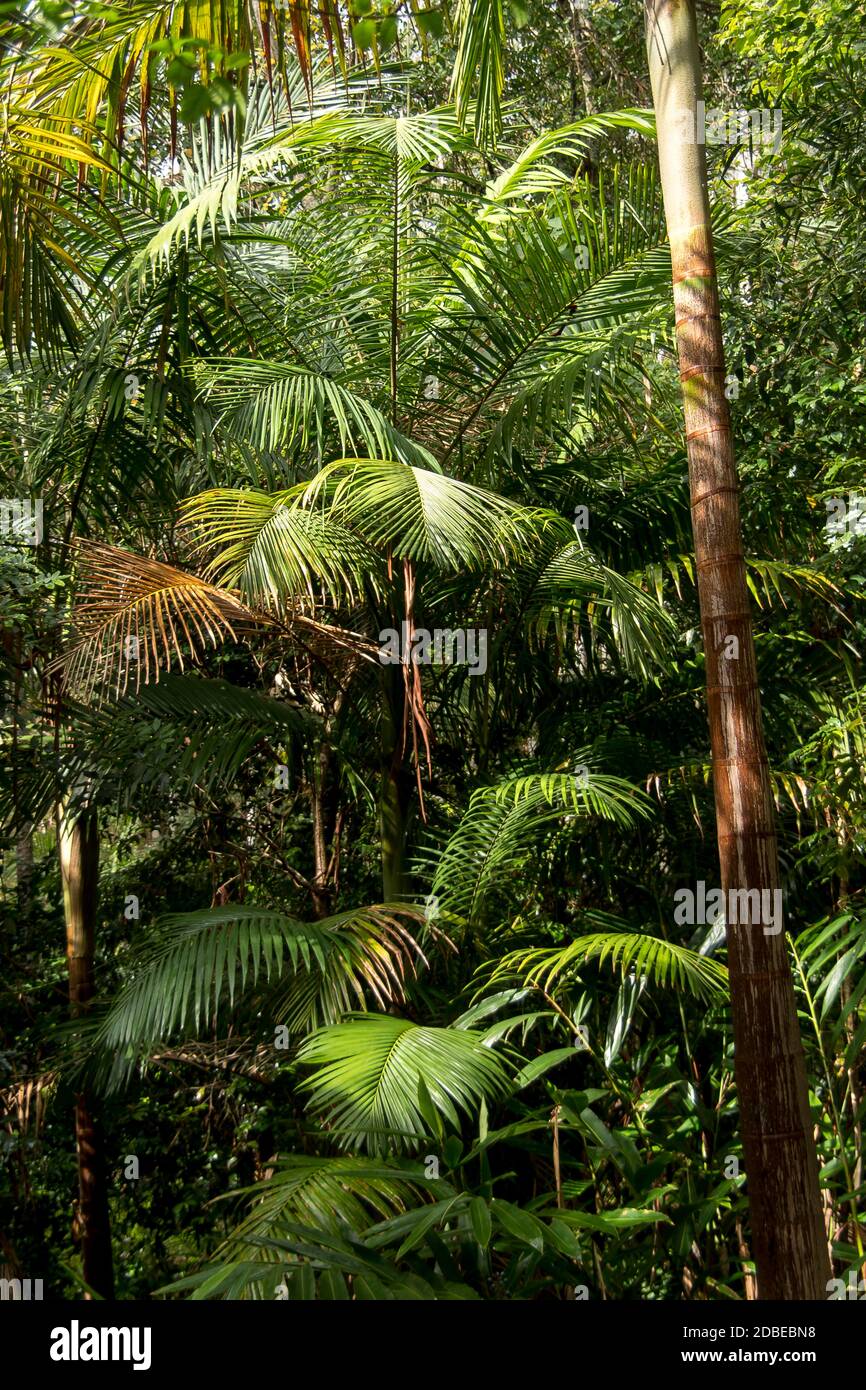 Bangalow palm trees (Archontophoenix cunninghamiana). Lowland subtropical rainforest on Tamborine Mountain, Queensland, Australia. Stock Photo
