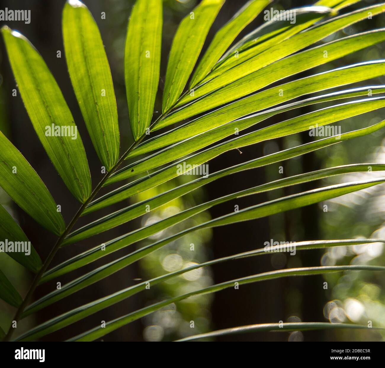 Frond of Bangalow palm tree (Archontophoenix cunninghamiana). Lowland subtropical rainforest on Tamborine Mountain, Queensland, Australia. Stock Photo