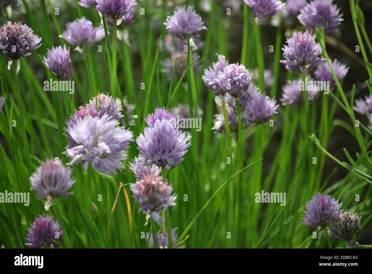 Chives during flowering in the vegetable garden Stock Photo Alamy