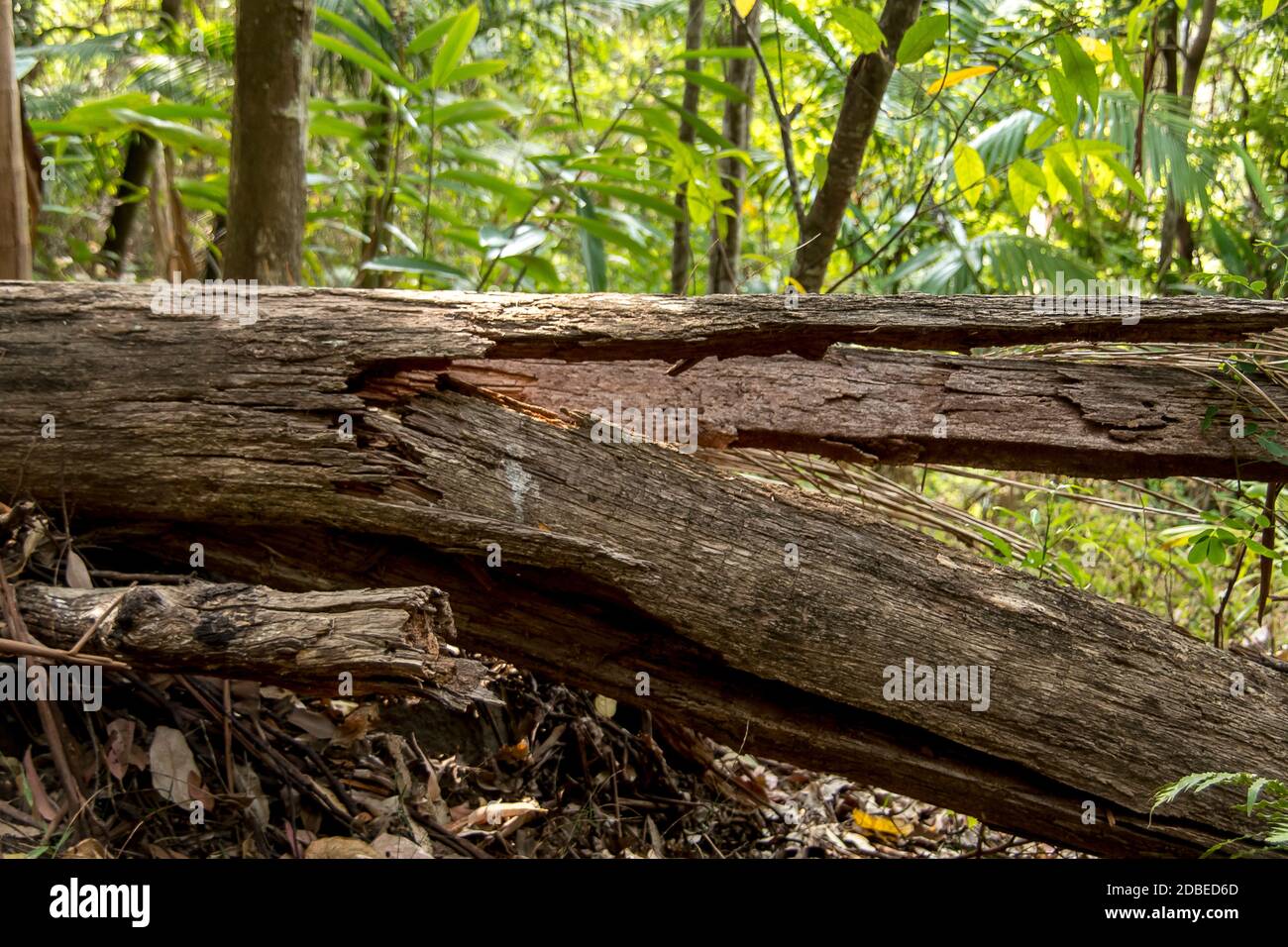 Lowland subtropical rainforest on Tamborine Mountain, Queensland, Australia. Fallen gum tree (eucalyptus) with trunk horizontal and split in half. Stock Photo