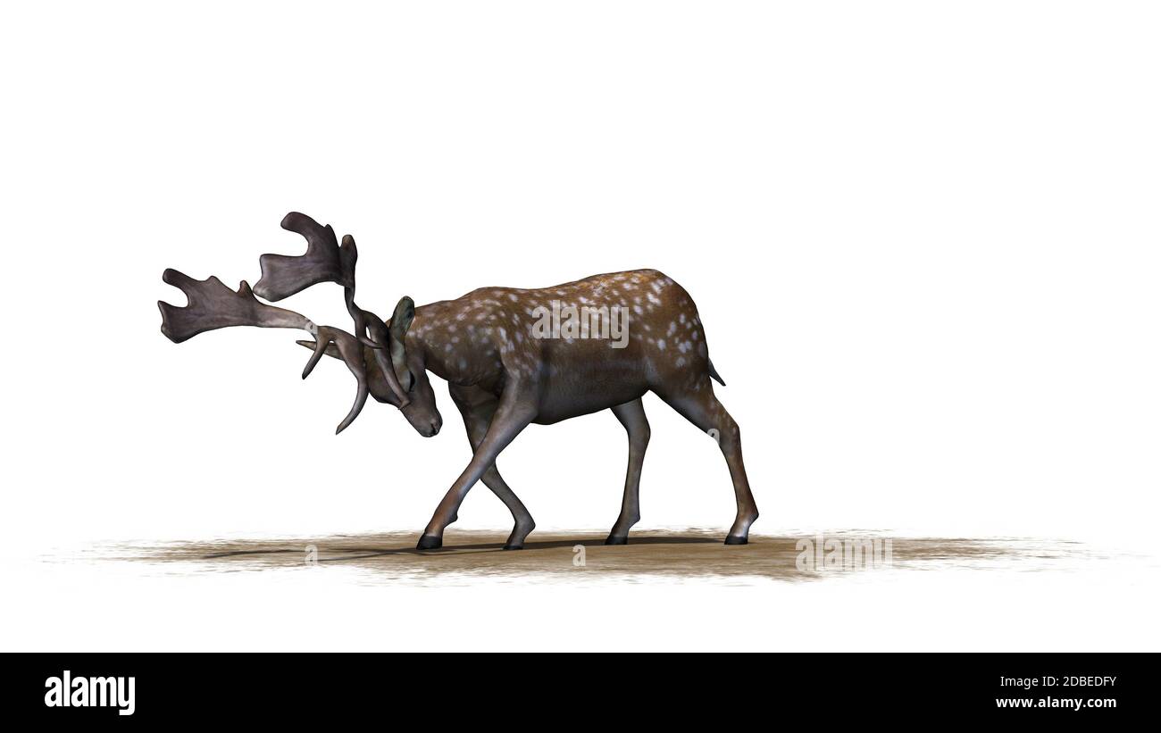 Deer in front on a white background Stock Photo - Alamy