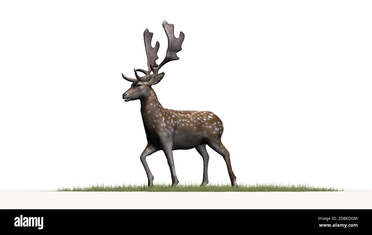 Deer in front on a white background Stock Photo - Alamy