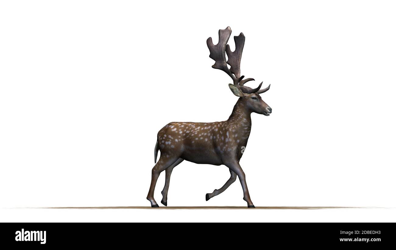Deer in front on a white background Stock Photo - Alamy