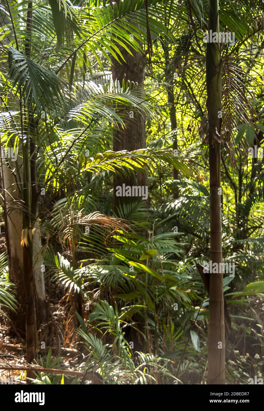 Bangalow palm trees (Archontophoenix cunninghamiana). Understorey of lowland subtropical rainforest on Tamborine Mountain, Queensland, Australia. Stock Photo