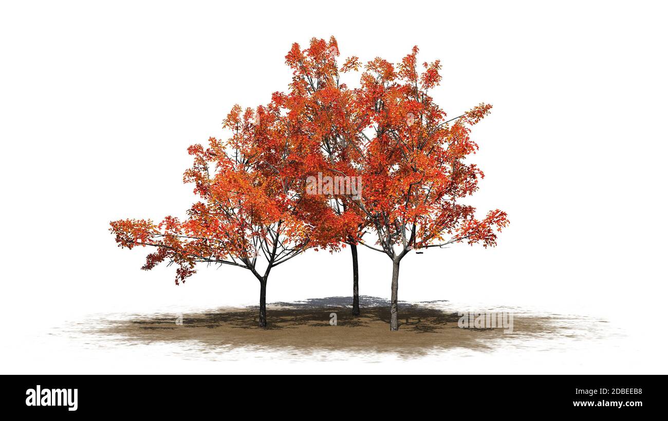 several Japanese Maple trees in autumn on a sand area Stock Photo