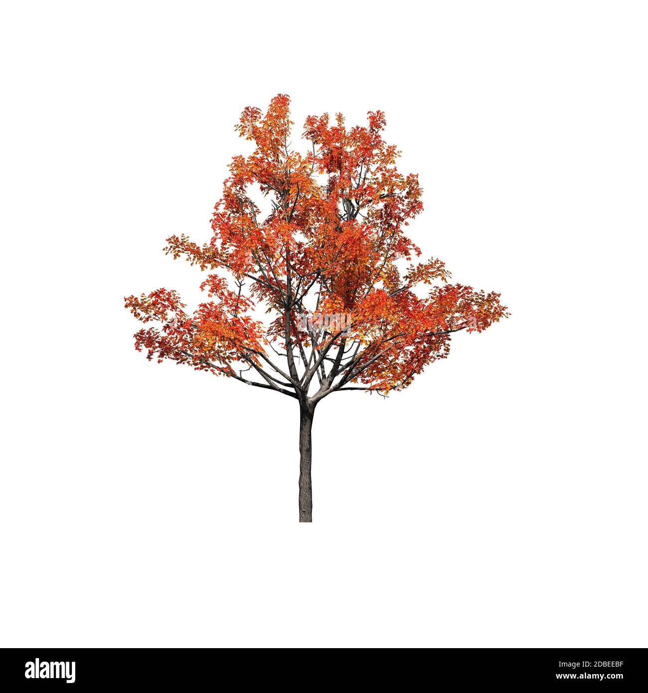 Single beautiful tree in Cut Out Stock Images Pictures Alamy