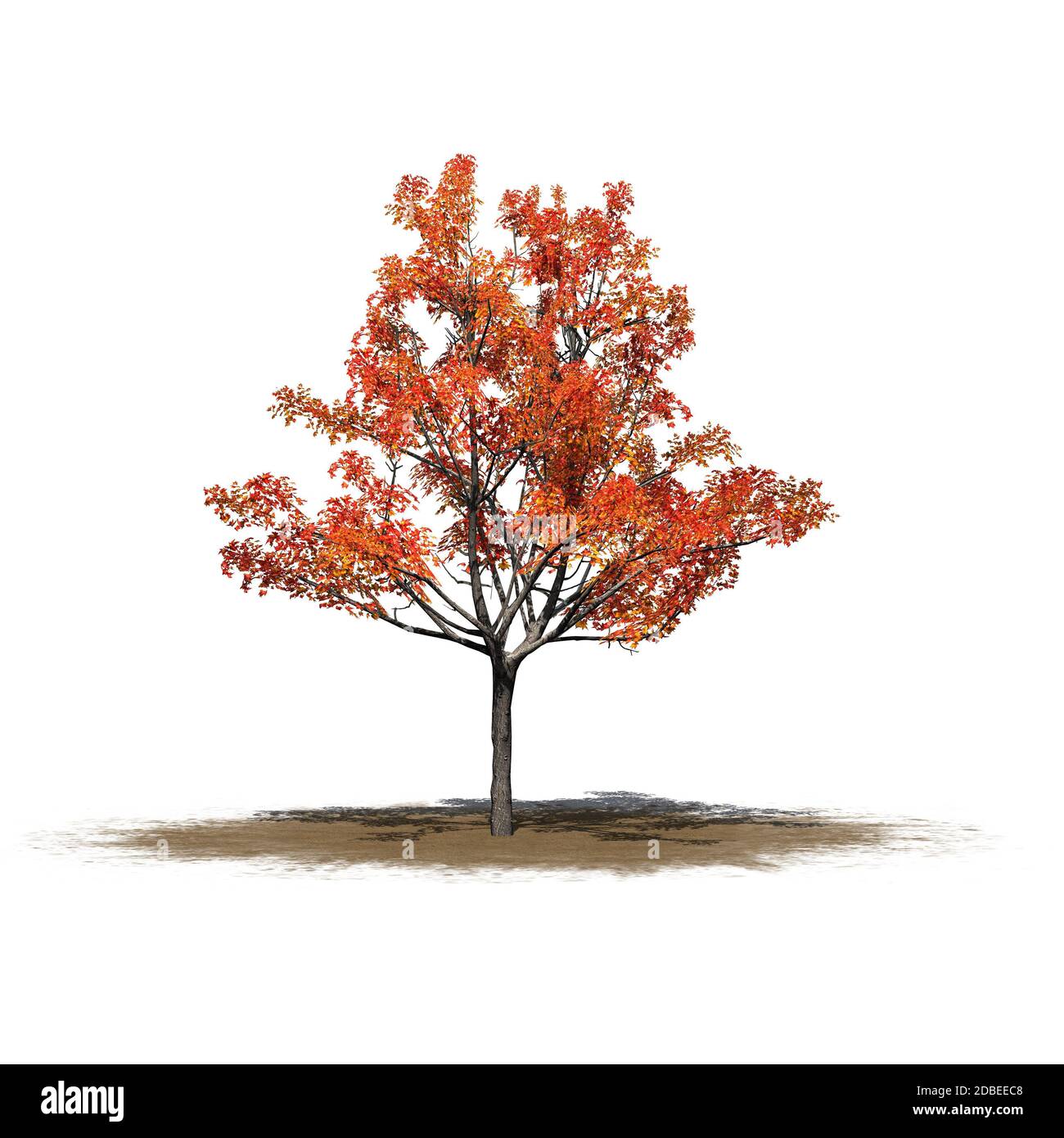 a single Japanese Maple tree in autumn on a sand area Stock Photo