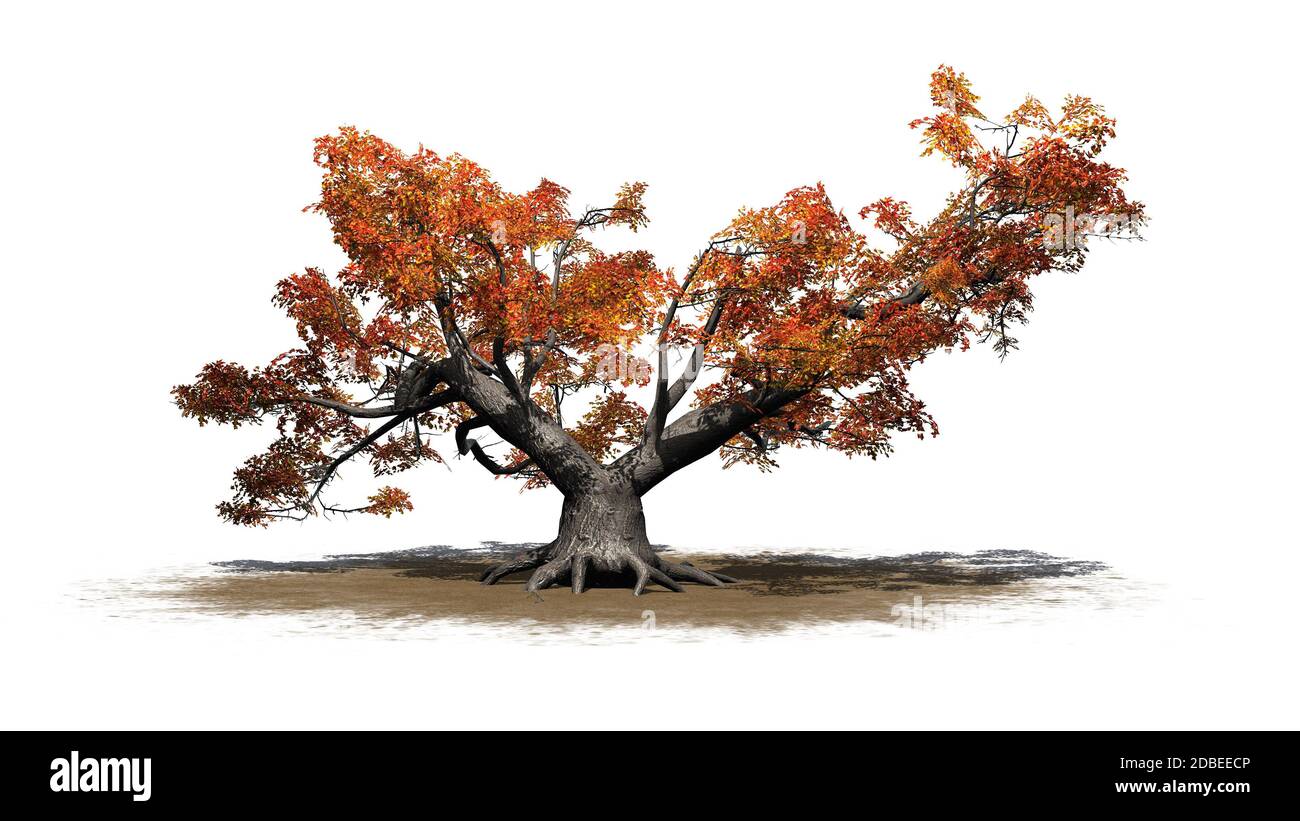 a single high Japanese Maple tree in autumn on a sand area Stock Photo