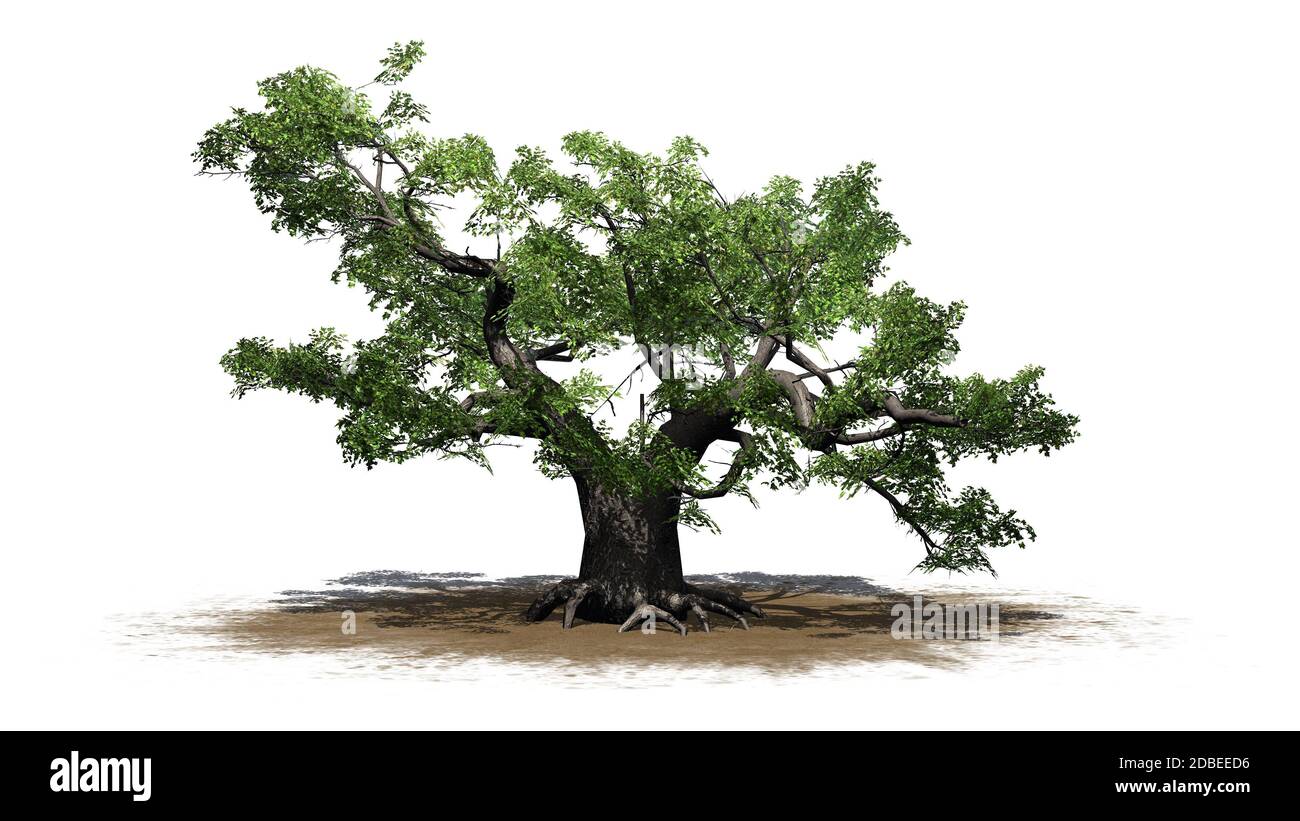 green Japanese Maple tree on a sand area Stock Photo