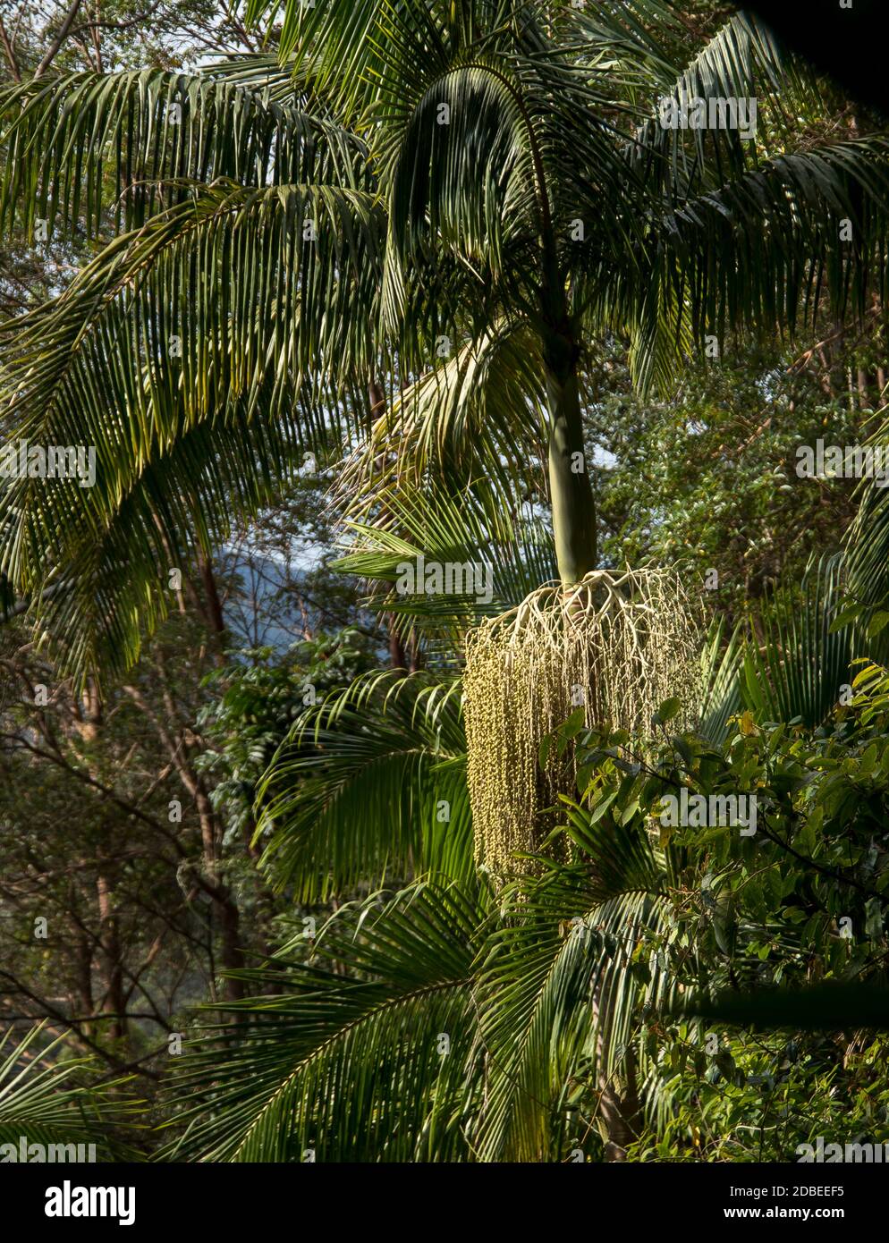 Bangalow palm trees (Archontophoenix cunninghamiana). Understorey of lowland subtropical rainforest on Tamborine Mountain, Queensland, Australia. Stock Photo