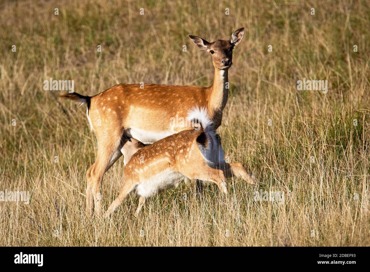 Female deer breastfeeding hi-res stock photography and images - Alamy
