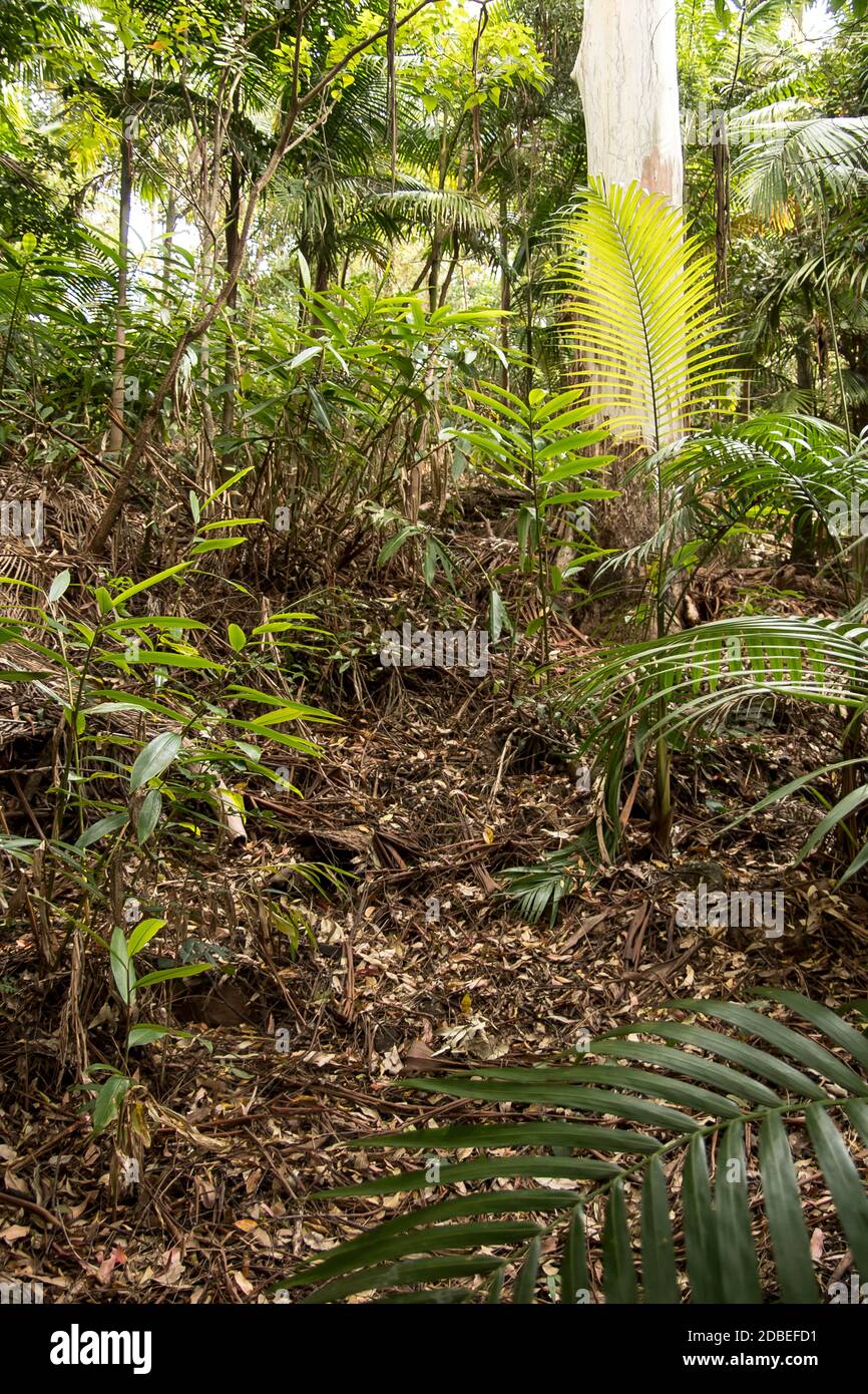 Bangalow palm trees (Archontophoenix cunninghamiana). Understoey of lowland subtropical rainforest on Tamborine Mountain, Queensland, Australia. Stock Photo