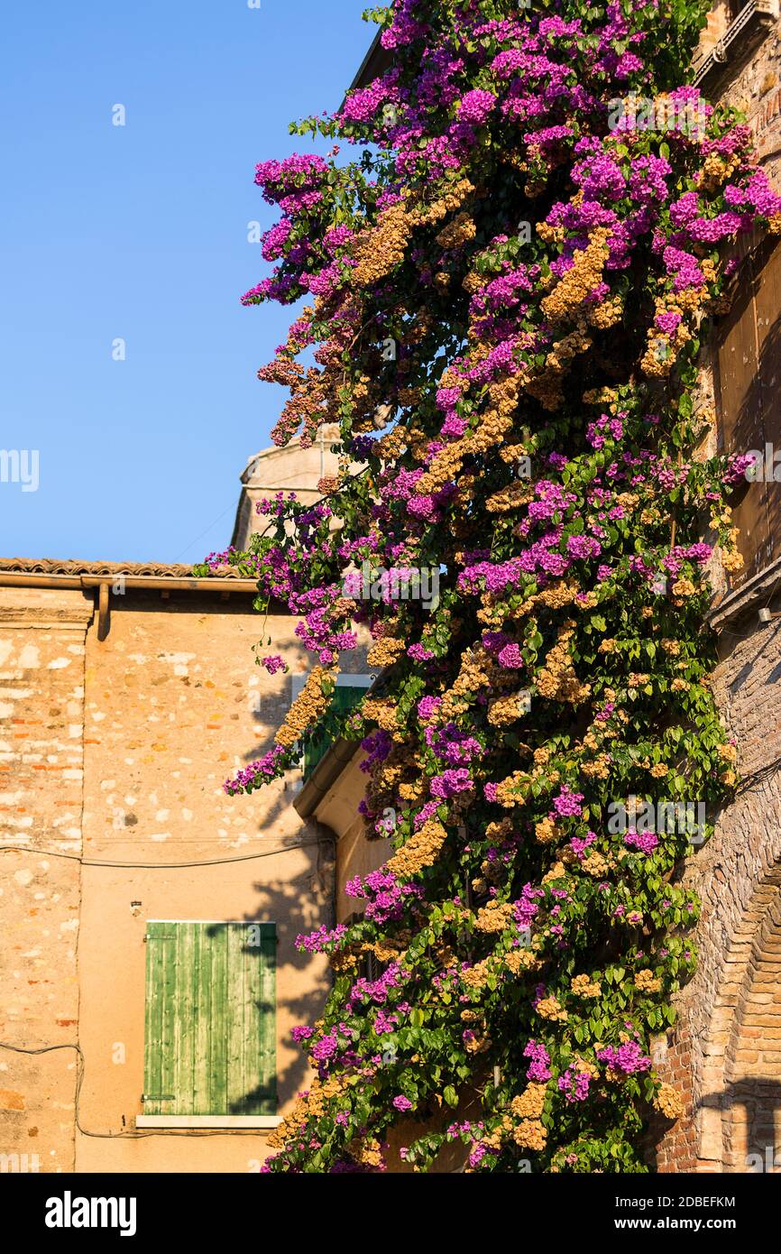 Multicolored Bougainvillea flowers, thorny ornamental vine on the wall of the building, Malcesine, Italy Stock Photo