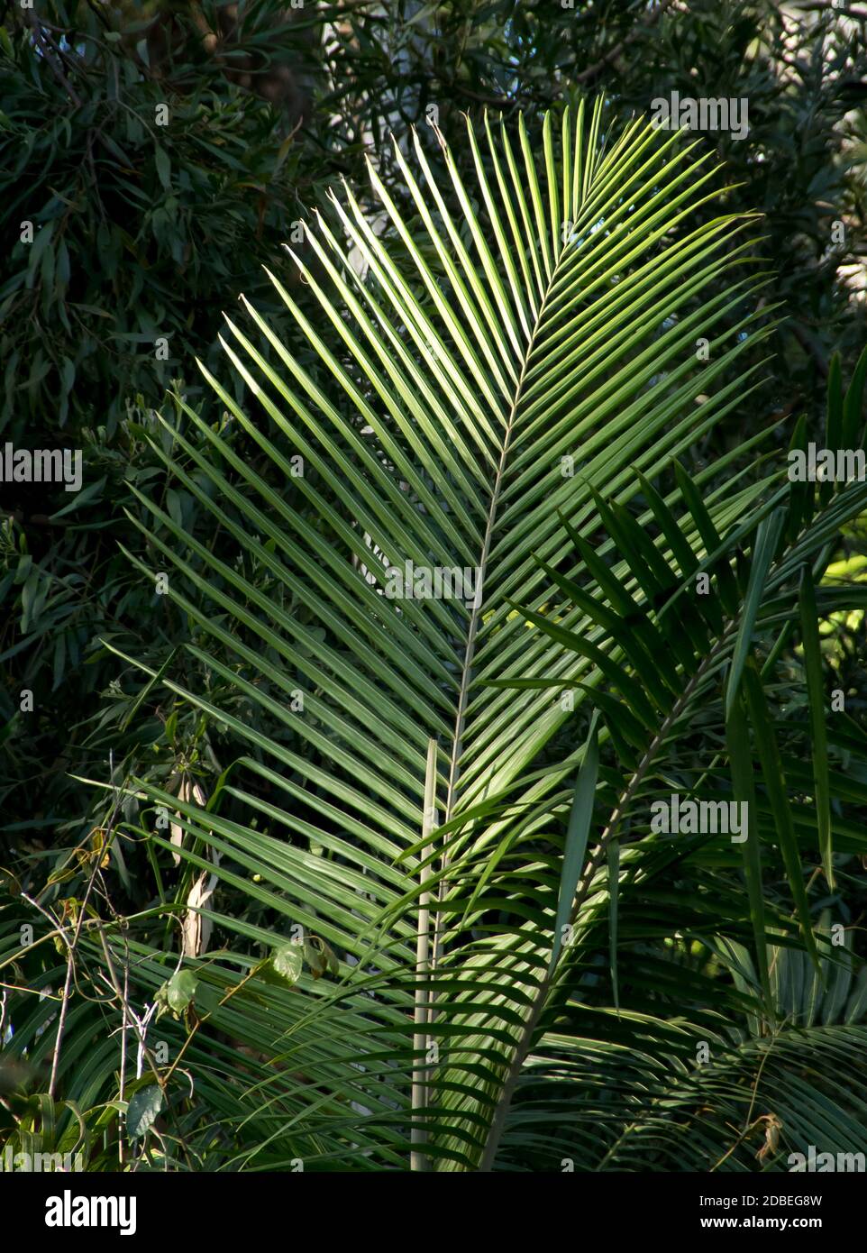 Frond of Bangalow palm tree (Archontophoenix cunninghamiana). Lowland subtropical rainforest on Tamborine Mountain, Queensland, Australia. Stock Photo