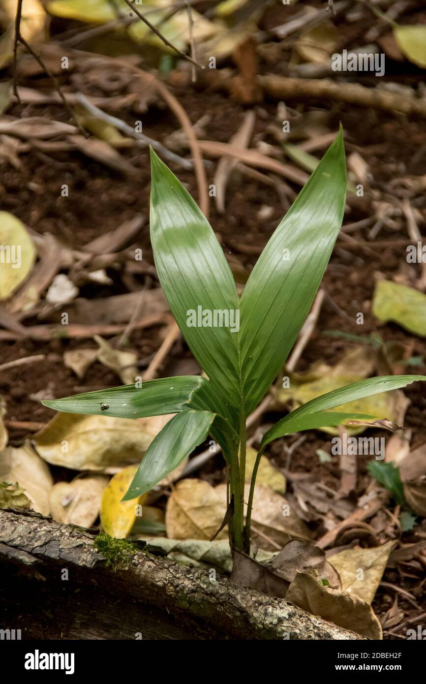 Seedling Bangalow palm tree (Archontophoenix cunninghamiana). Lowland subtropical rainforest on Tamborine Mountain, Queensland, Australia. Stock Photo