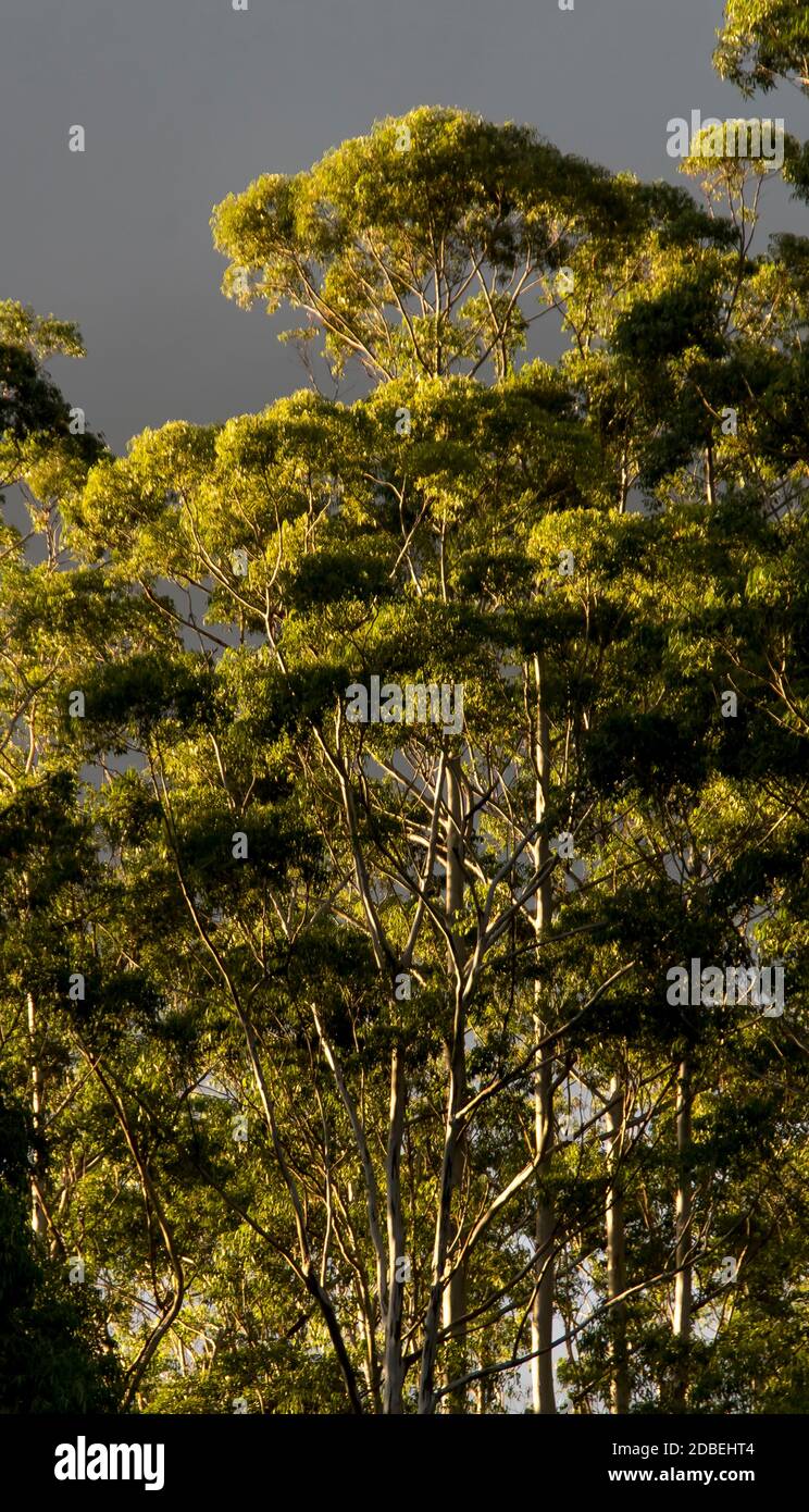 Eucalyptus trees (flooded gum, rose gum). Lowland subtropical rainforest on Tamborine Mountain, Queensland, Australia in winter sunshine. Stock Photo