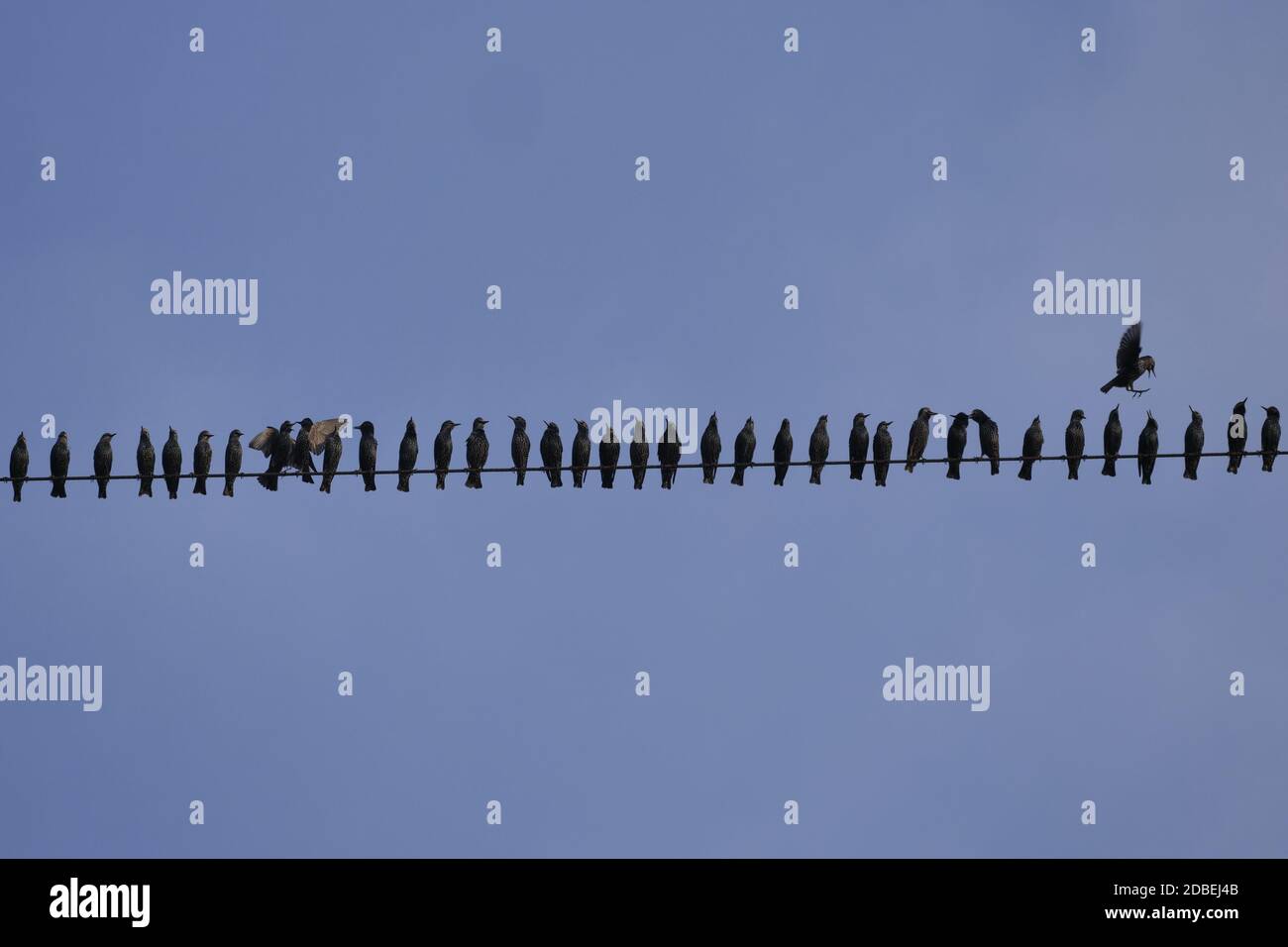 A huge flock of birds flies over a cable Stock Photo - Alamy