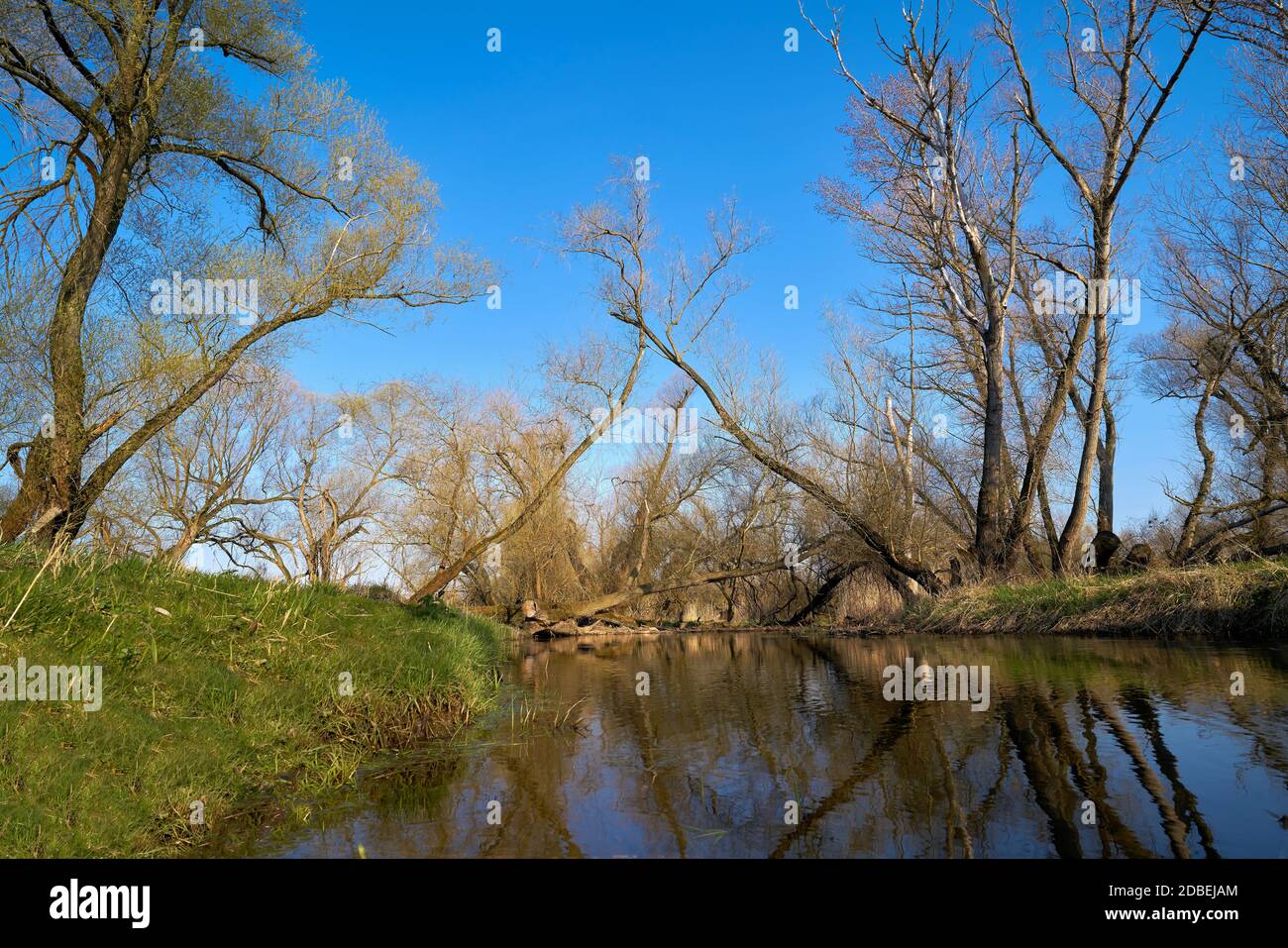 Natural landscape with willows on the river Ehle near Biederitz in