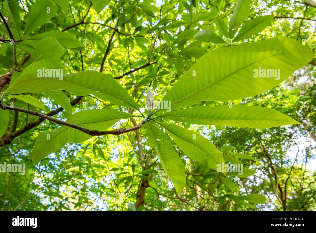 Magnolia macrophylla tree hires stock photography and images Alamy